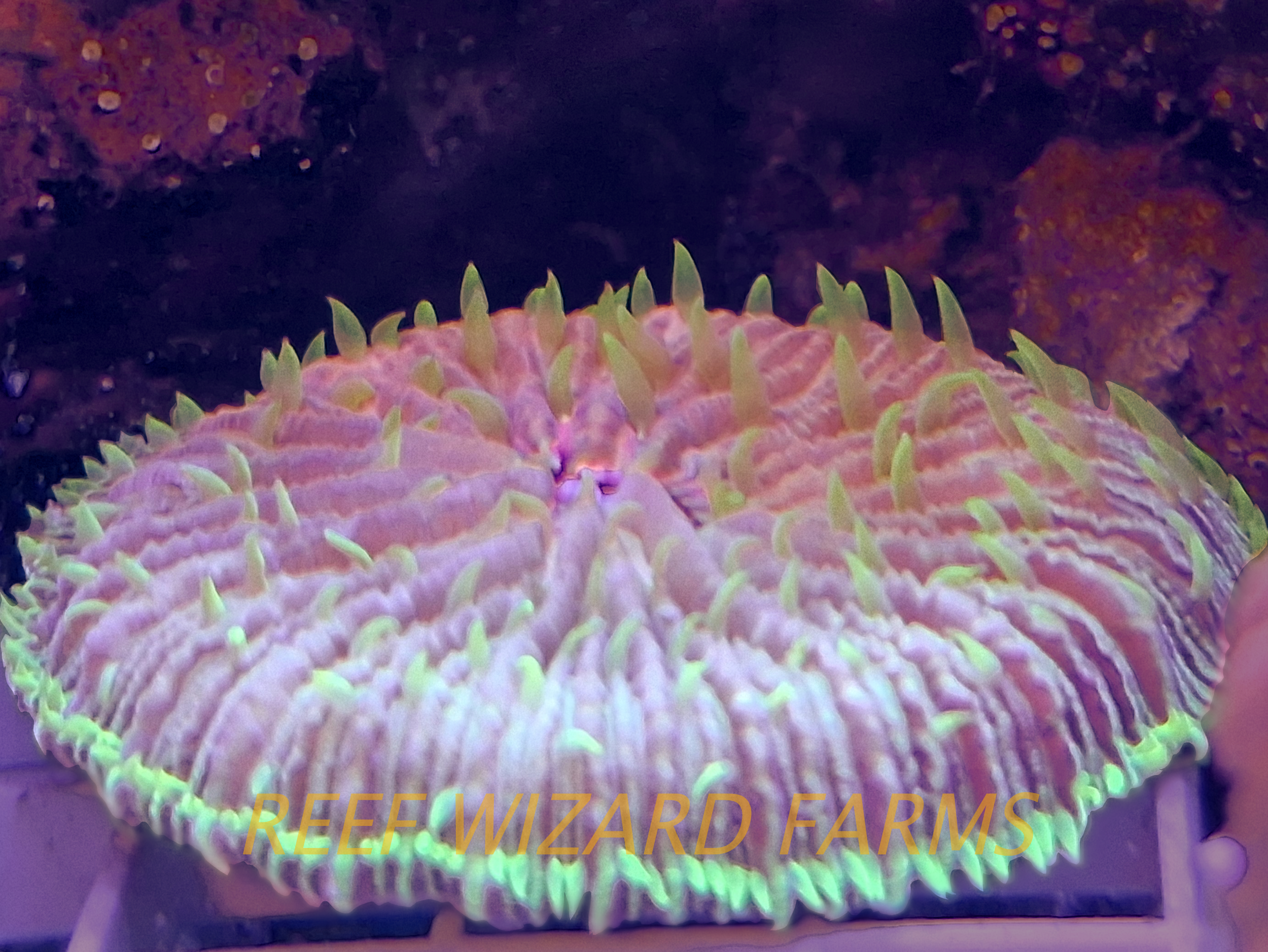 WYSIWYG - Aquacultured Anthocauli Grown Green Fungia Plate
