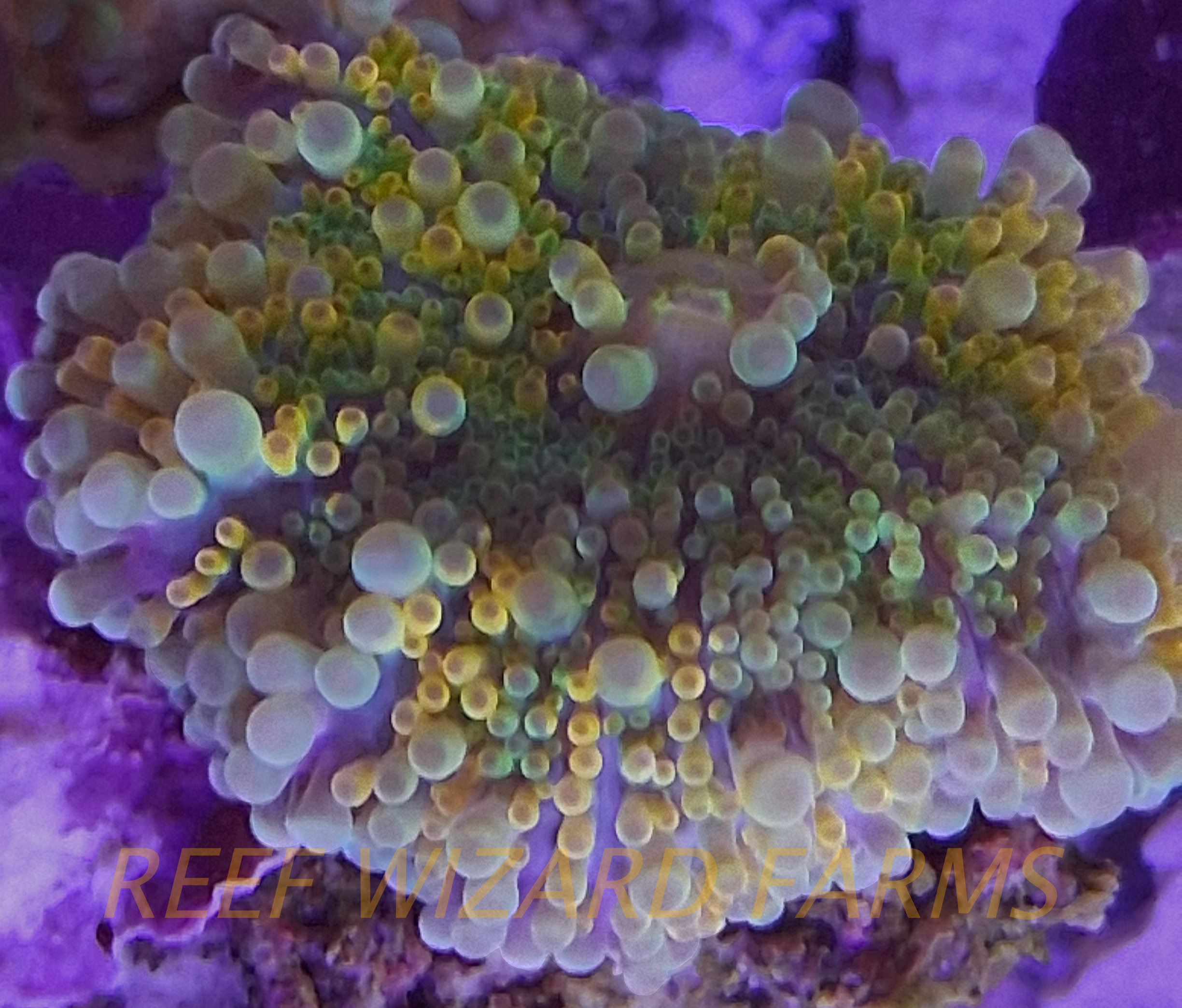 WYSIWYG - Green and Orange Ultra Yuma Ricordea