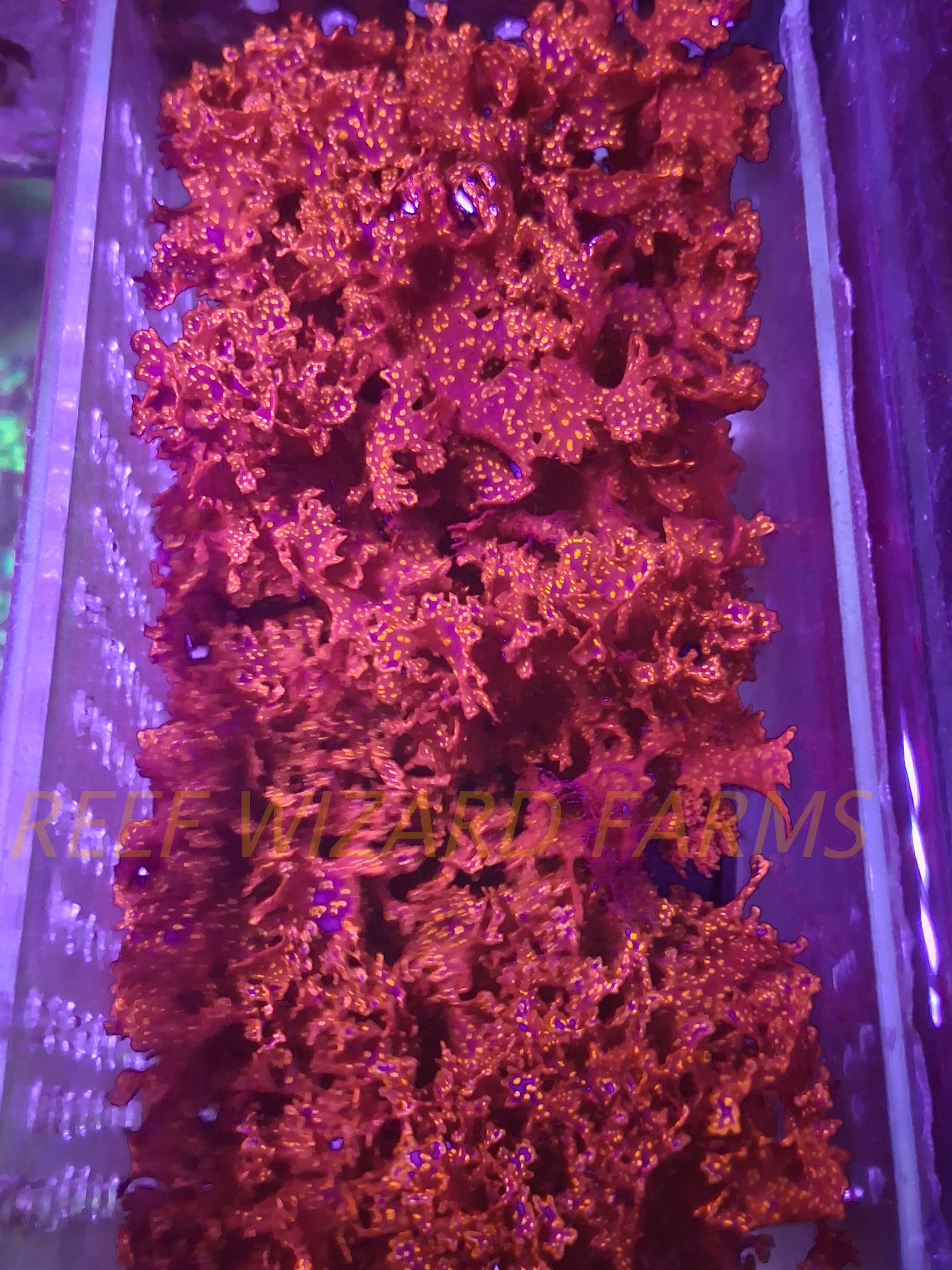Acid Rain Macroalgae