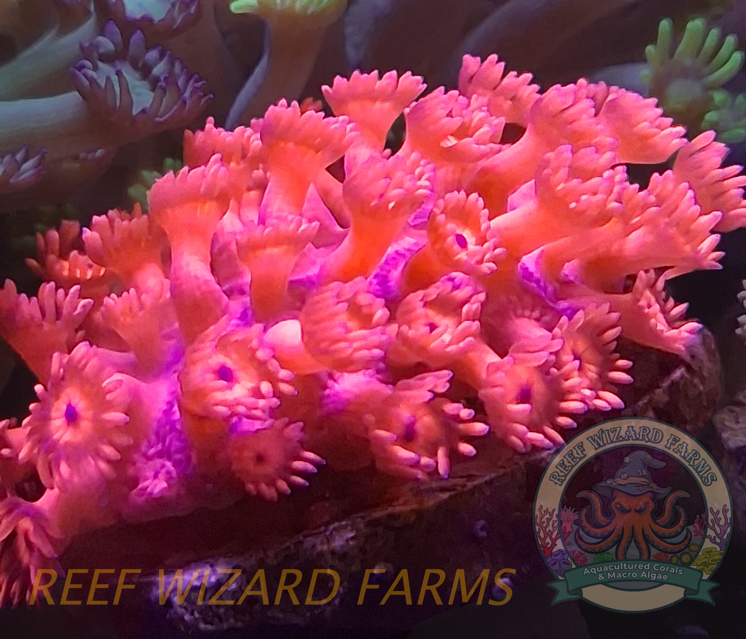 WYSIWYG - Bright Red Flowerpot Goniopora Frag