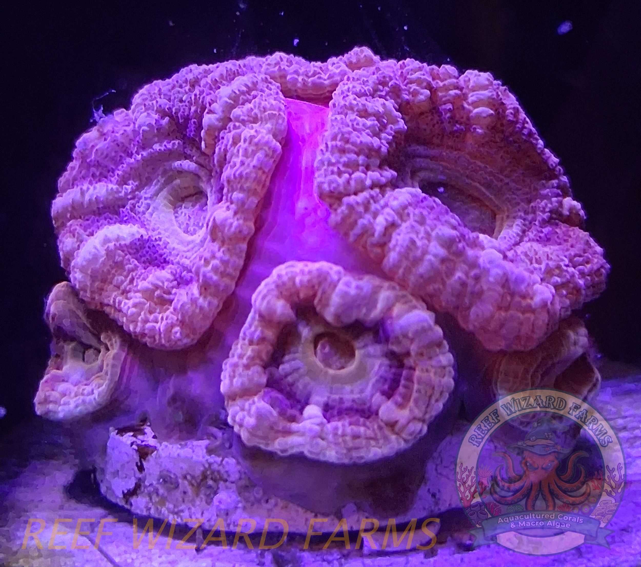 Fuscia Acan (1).png
