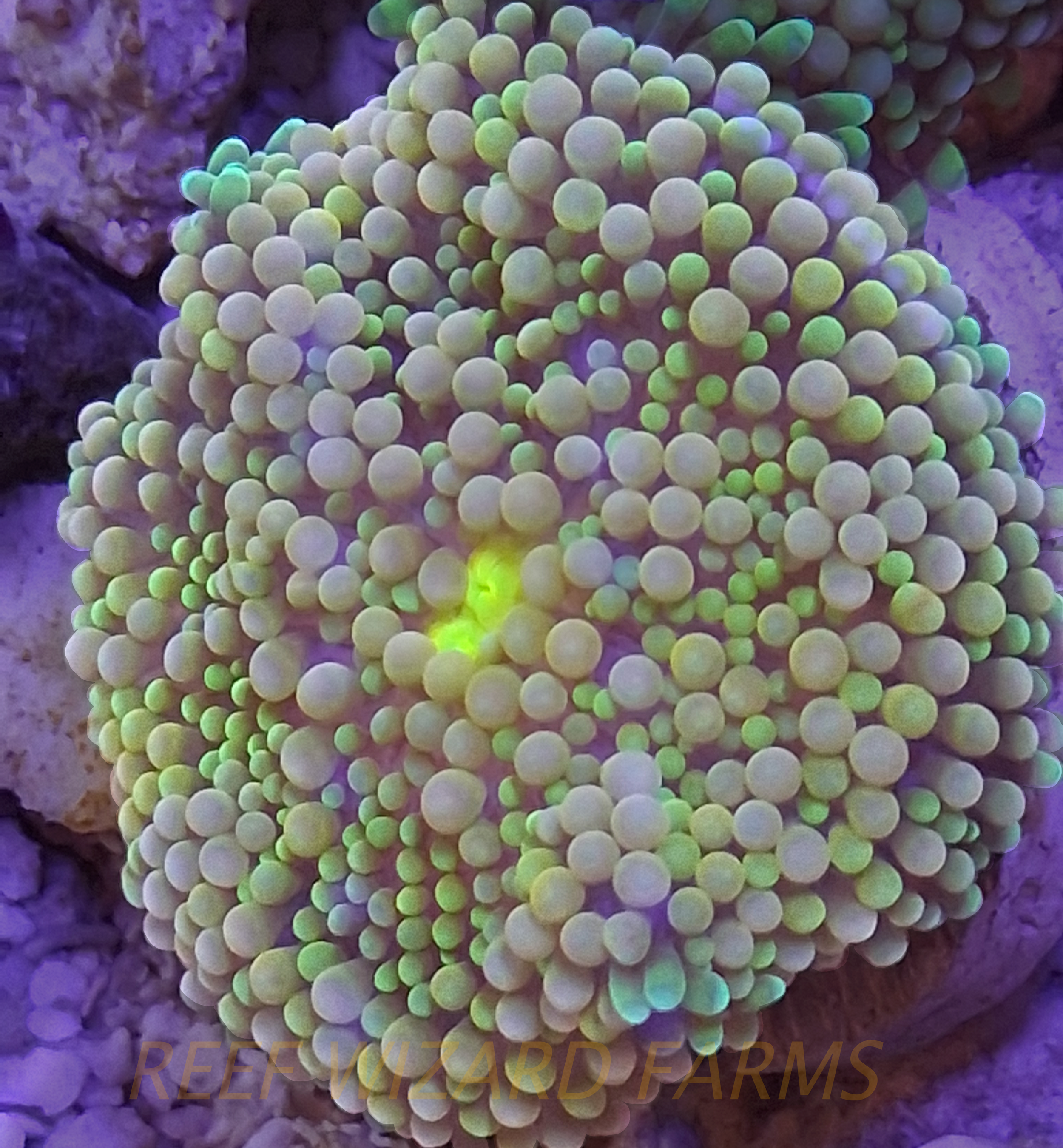 WYSIWYG - Green and Yellow Double Mouth Ricordea Florida Mushroom Coral
