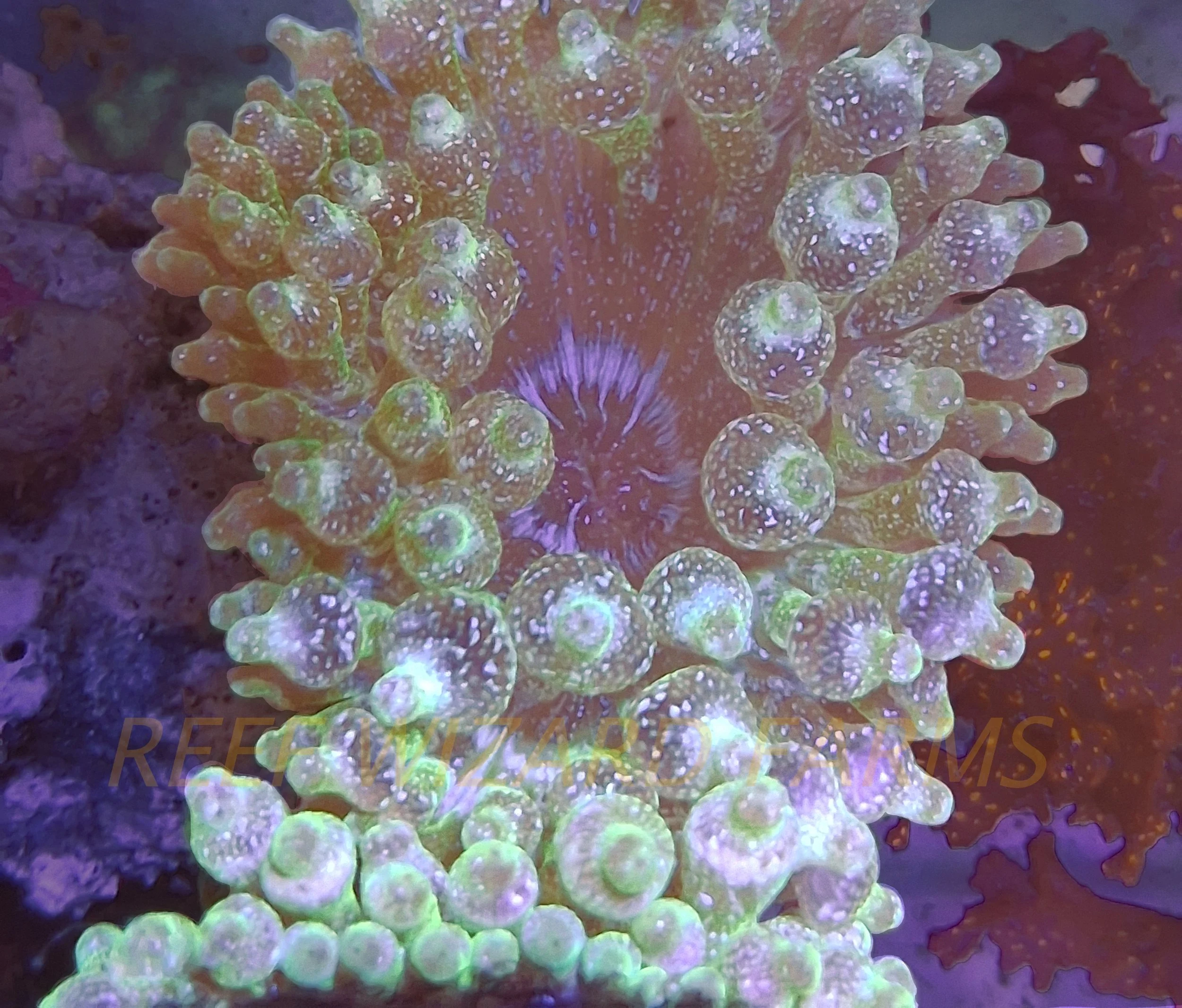 Green Bubbletip Anemone