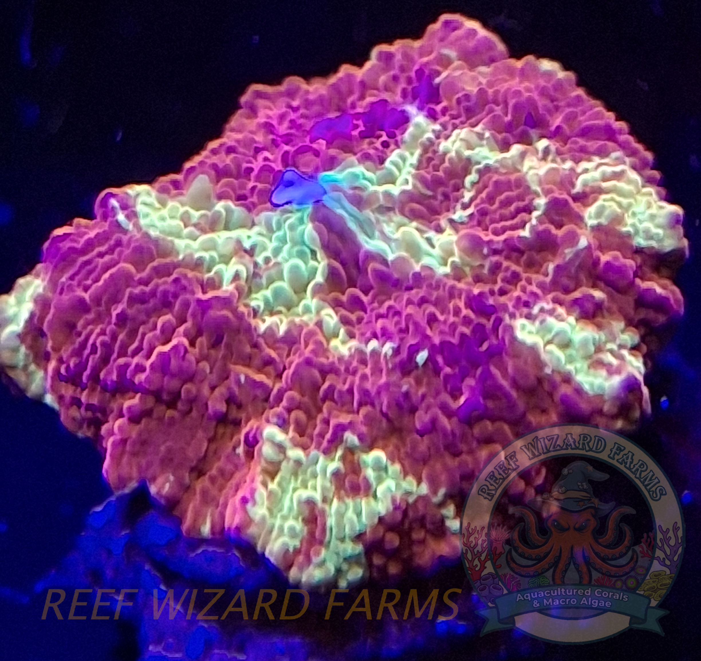 WYSIWYG - Burgundy and Fluorescent Yellow Jawbreaker Mushroom