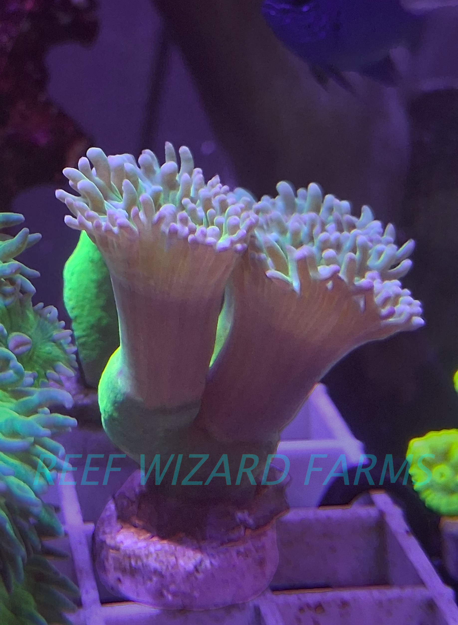 duncan coral frag.png