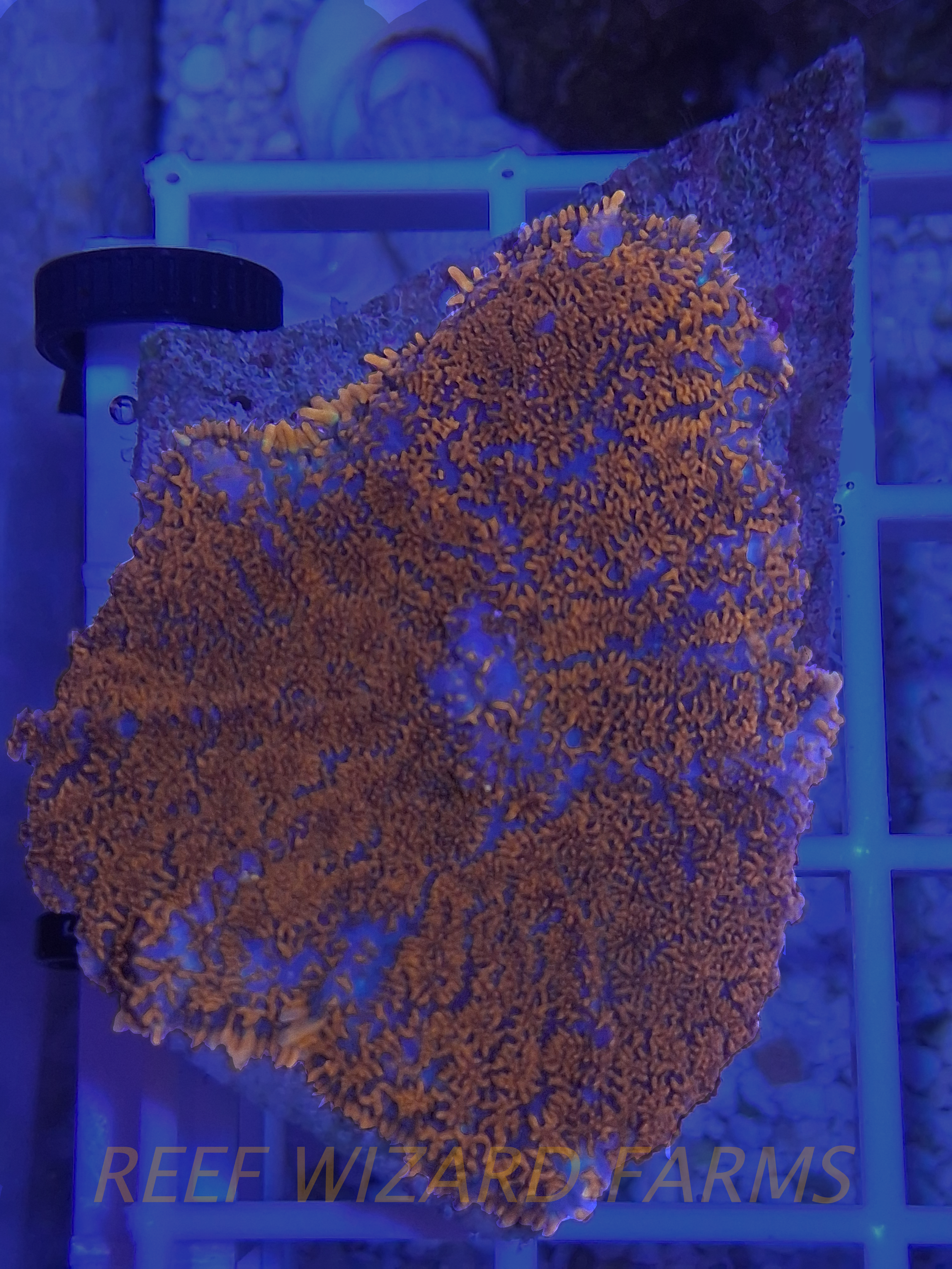 WYSIWYG - Superman Rhodactis Mushroom Coral