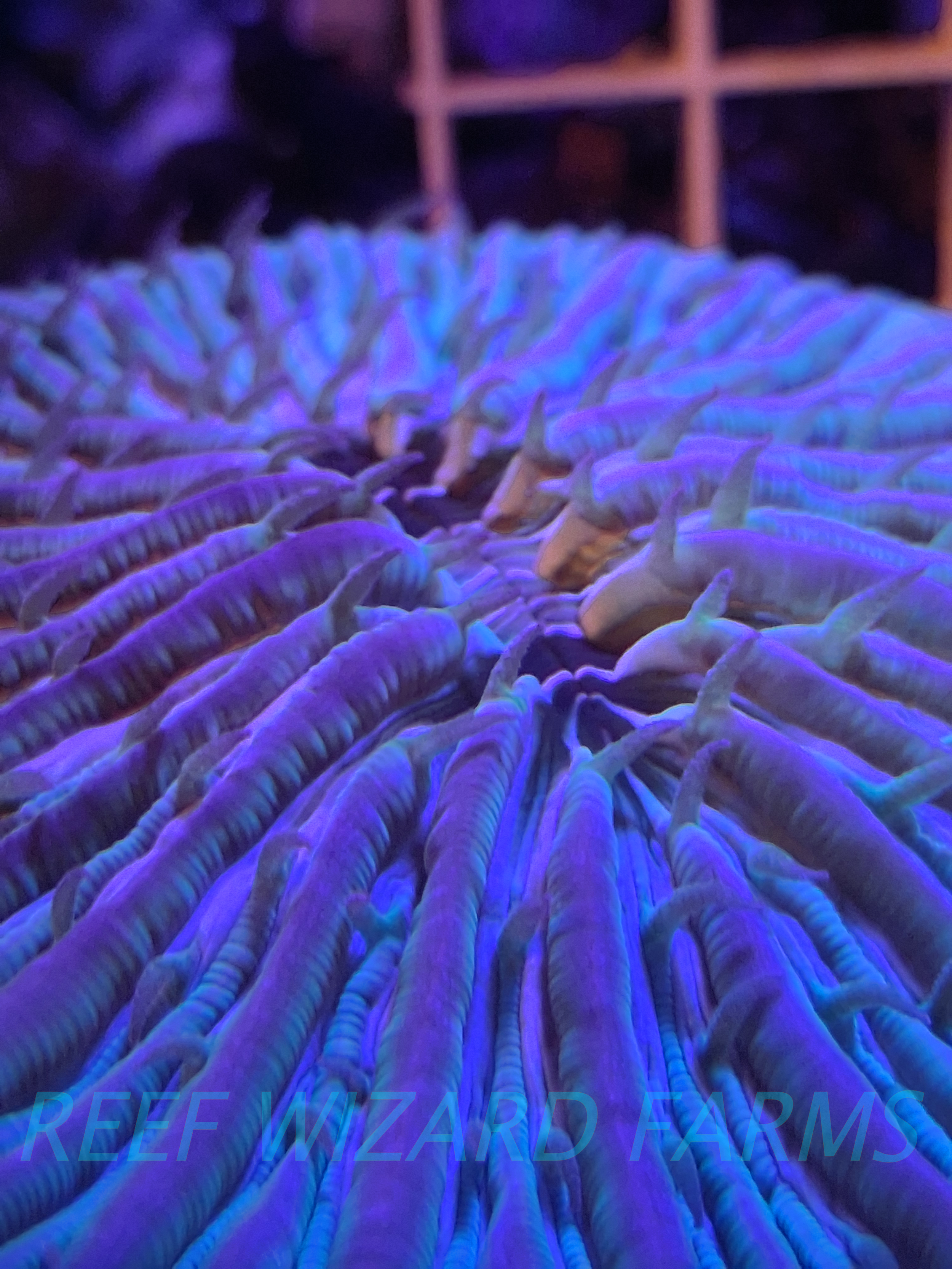 Fijiian Plate Coral closeup.png