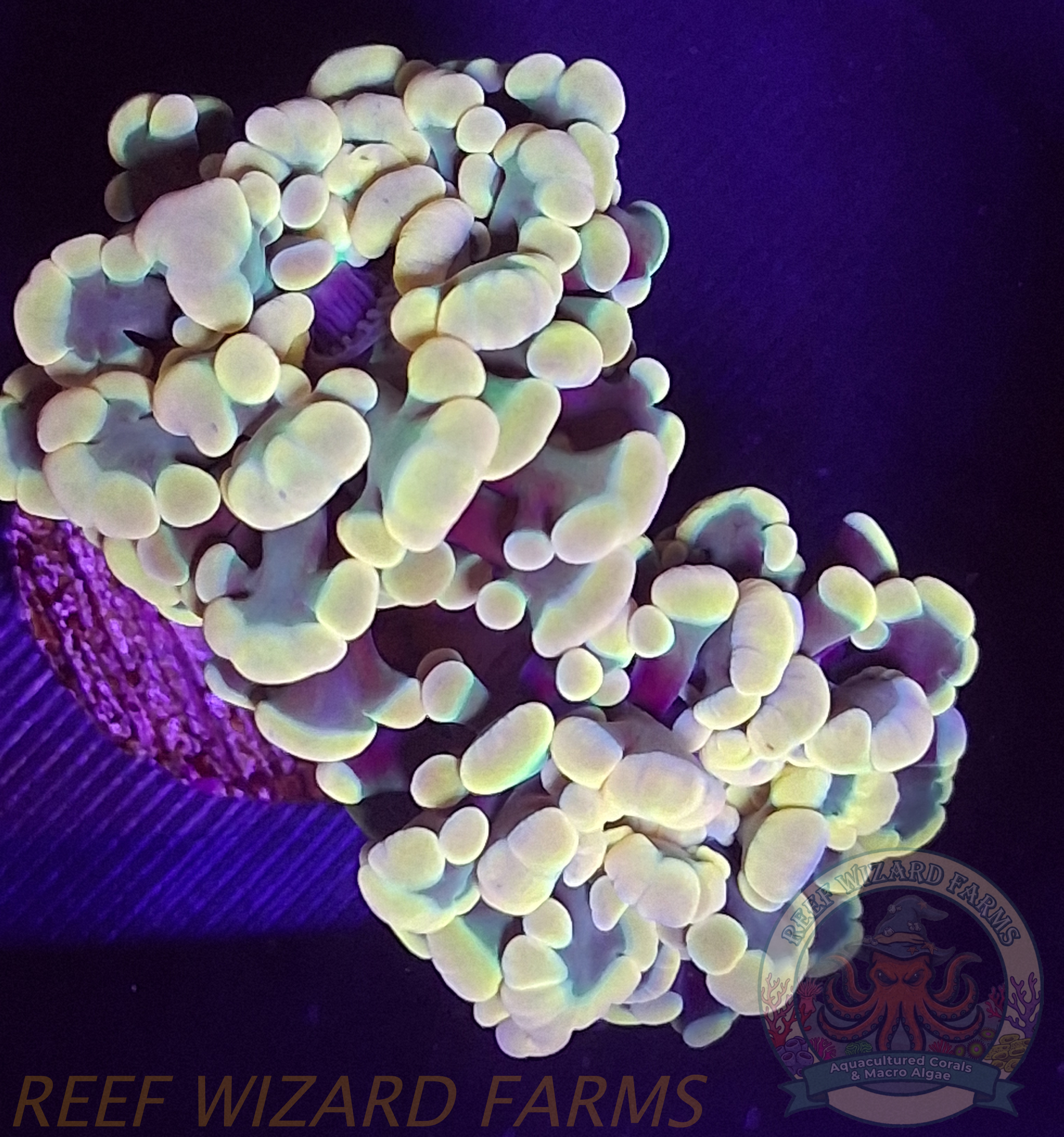 WYSIWYG - Gold/Violet Double Headed Hologram Hammer Coral