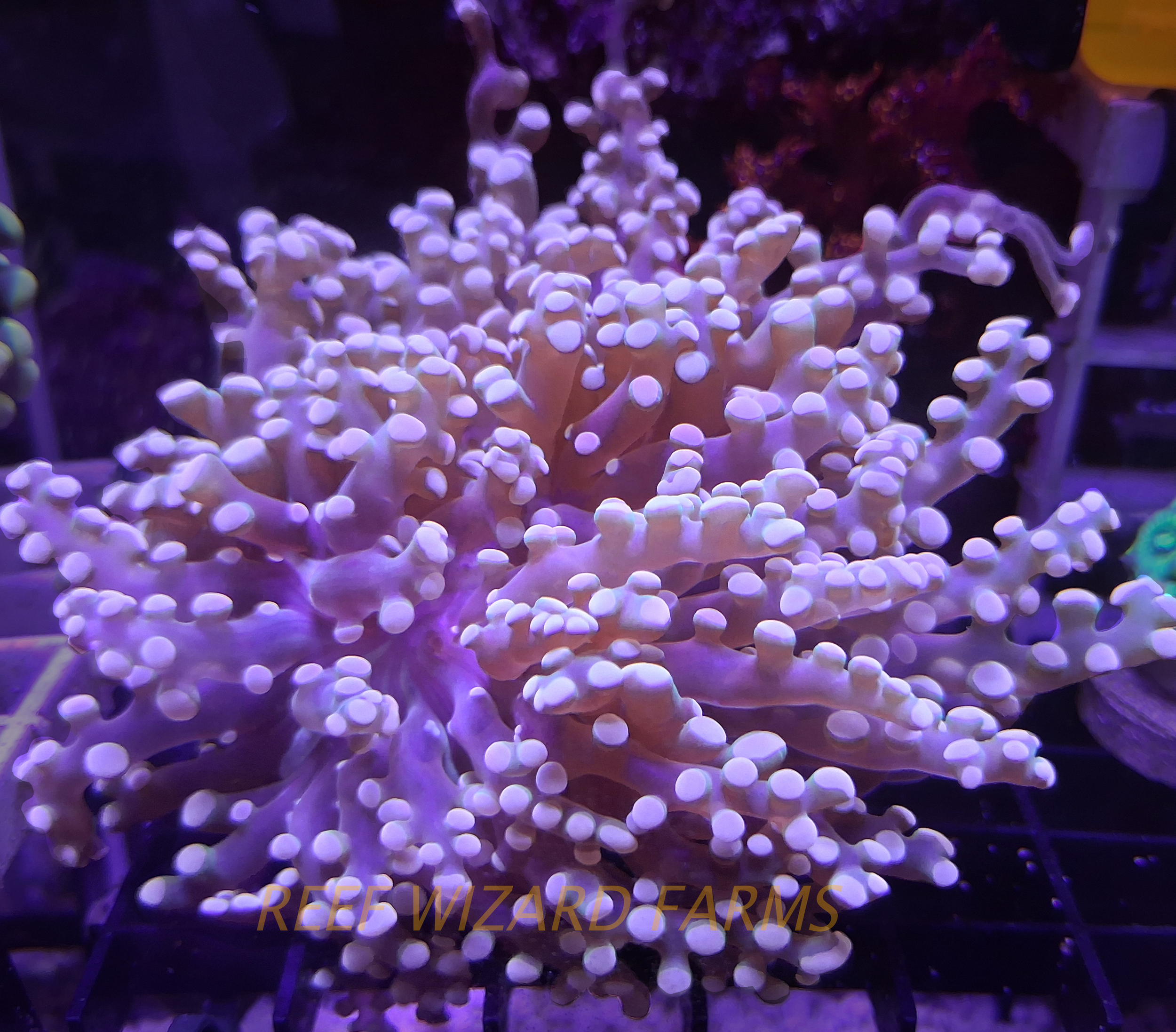 WYSIWYG - Pink "Sunset" Frogspawn