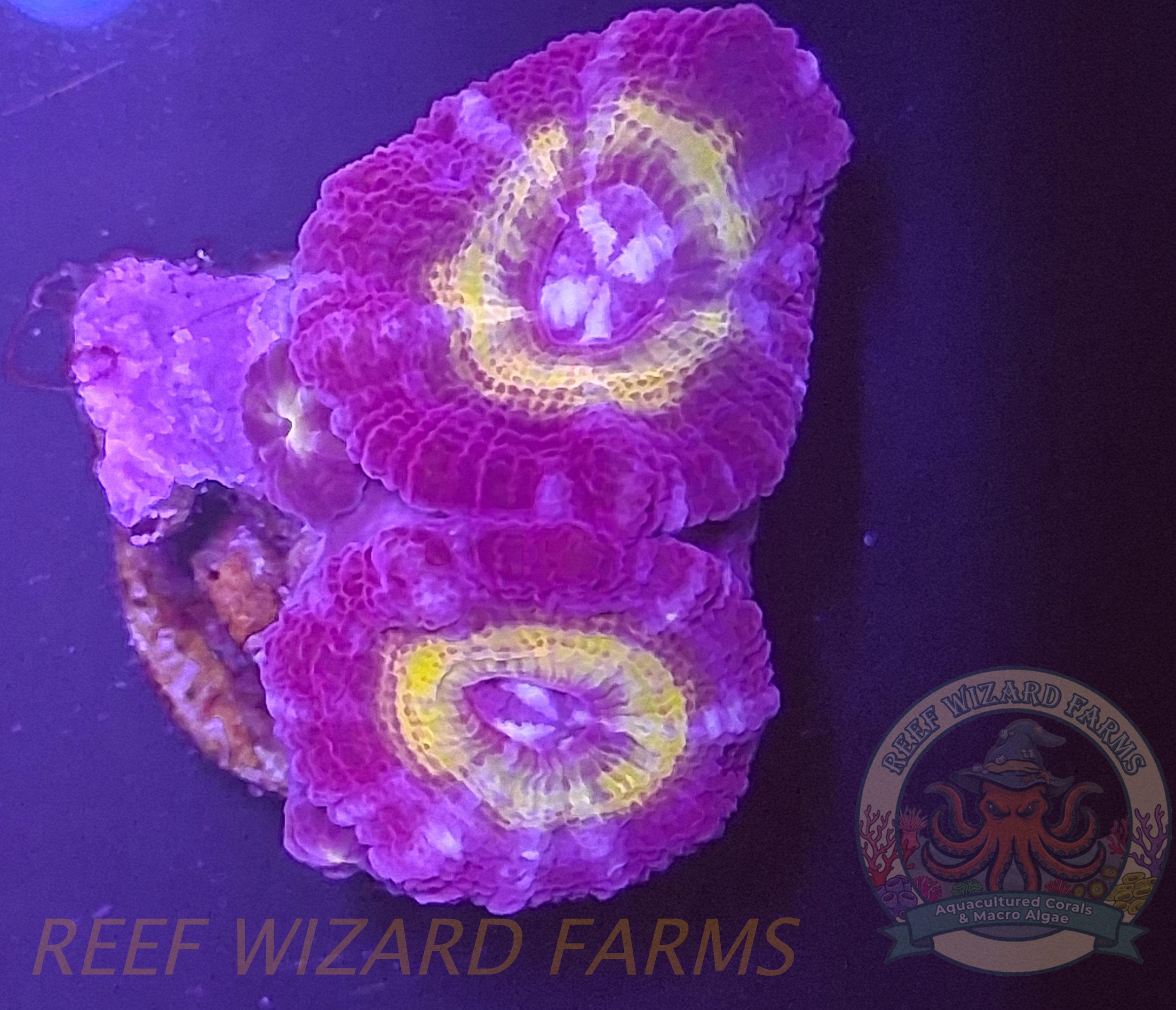 WYSIWYG - Purple/Yellow 3 Polyp Malaysian Acan Coral