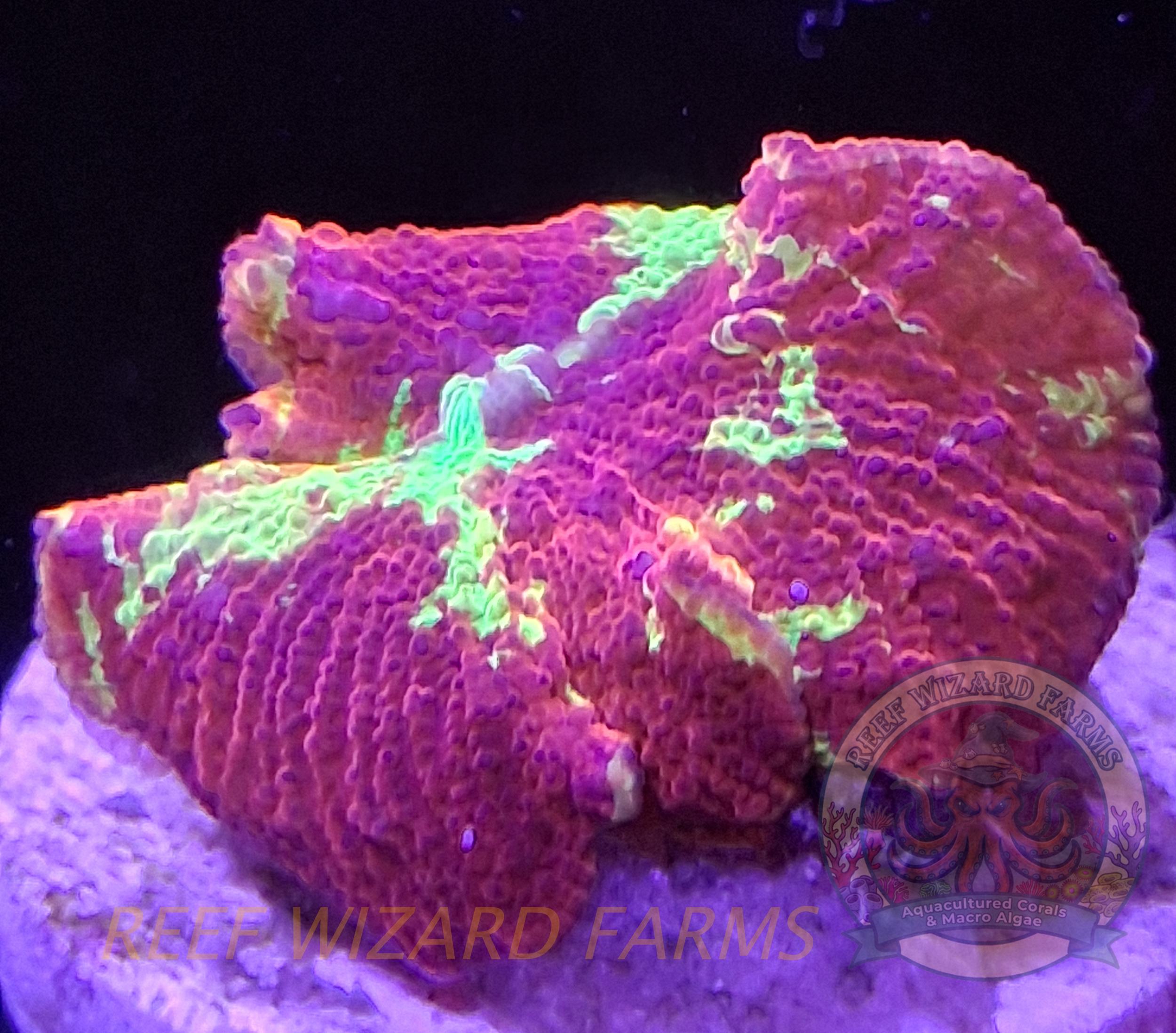 Green and Red Jawbreaker Mushroom 2.png