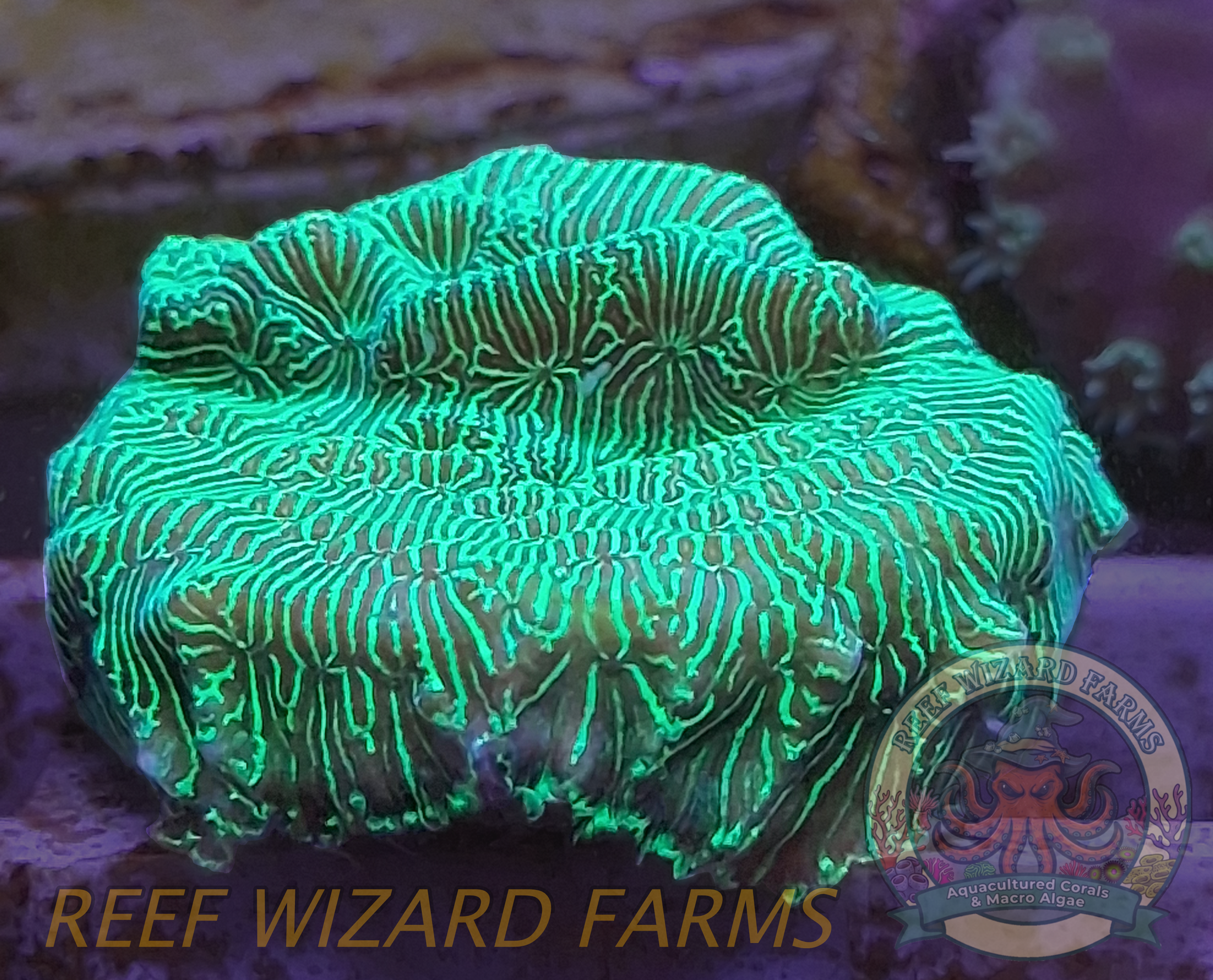WYSIWYG - Incredible Hulk Leptoseris Coral
