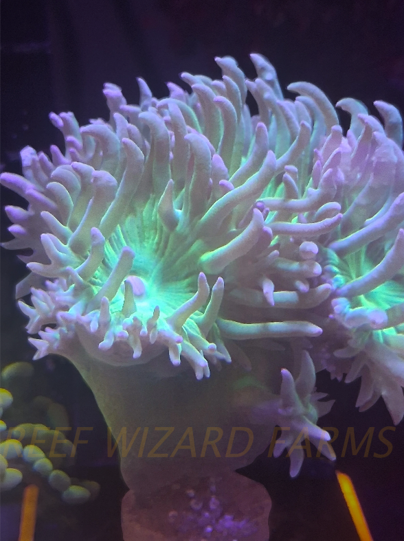 Duncan Coral Frag