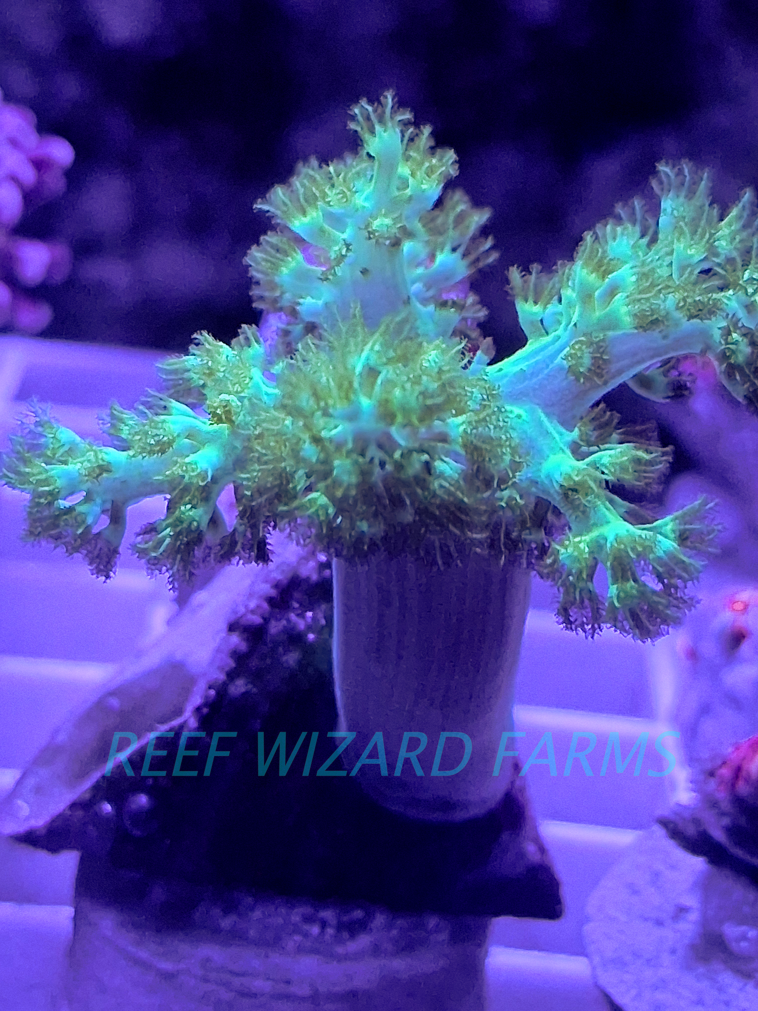WYSIWYG - Green Tree Leather Frag - resized.png