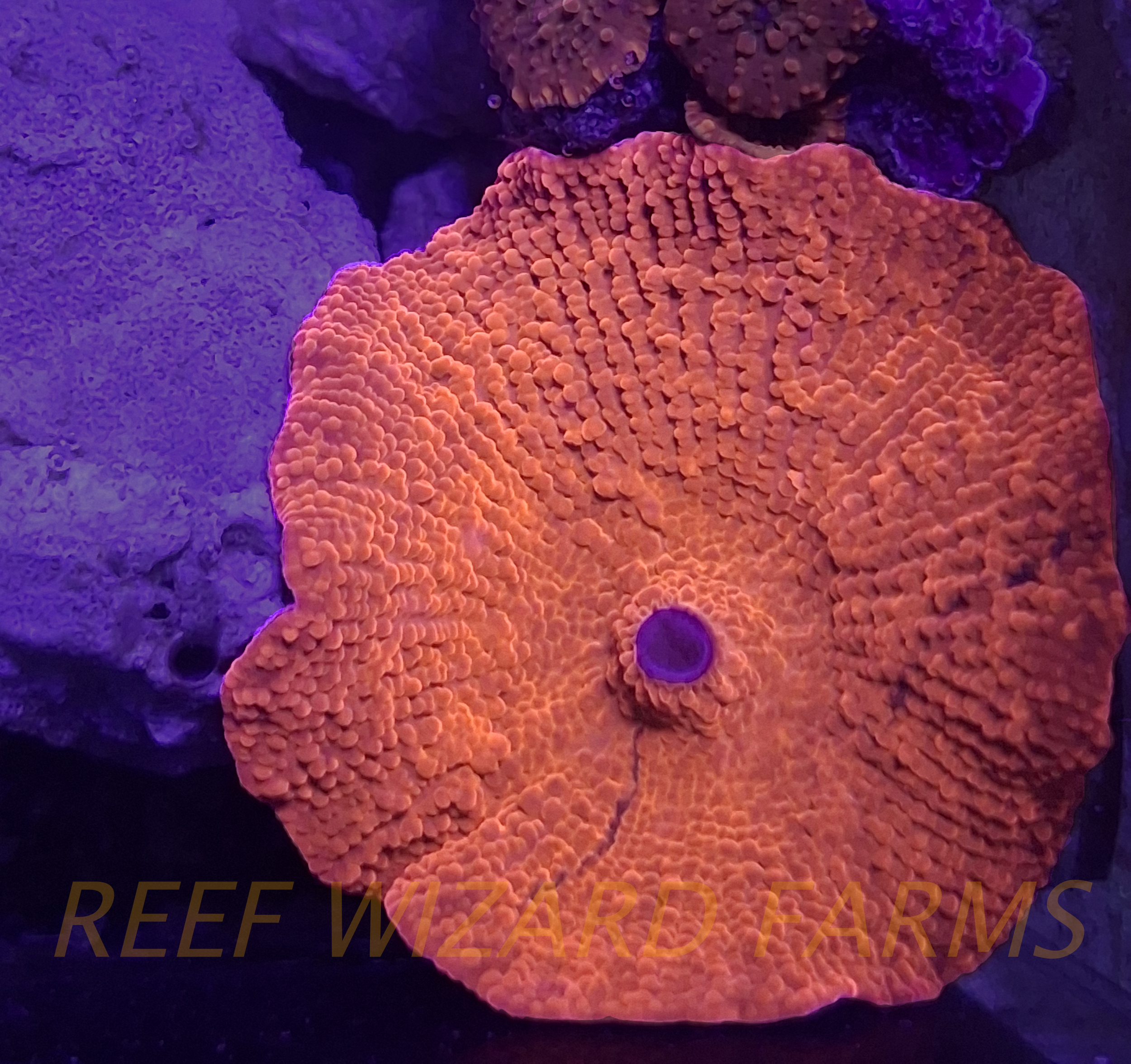 WYSIWYG Red Discosoma Mushroom Coral