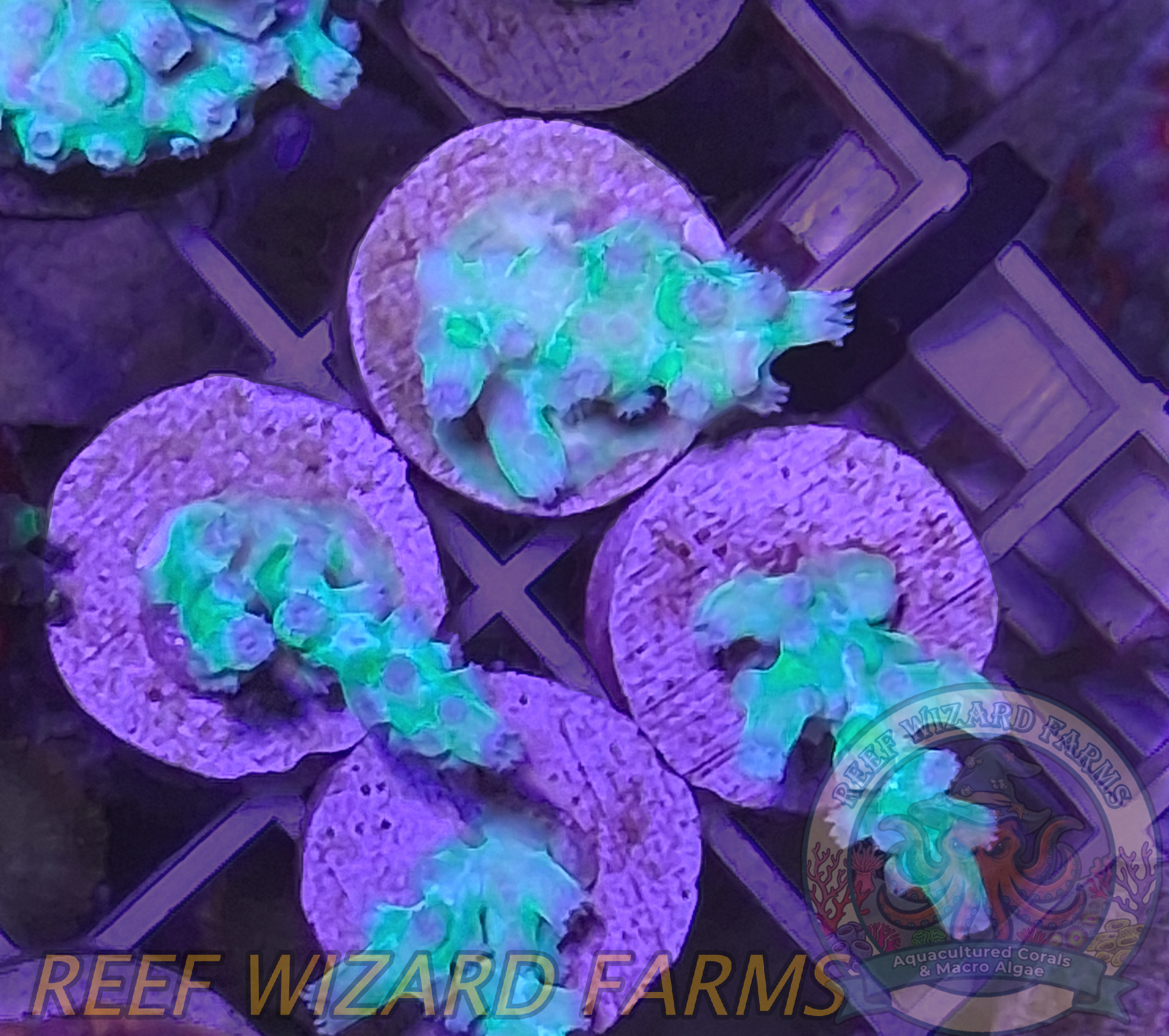 Branching Cyphastrea (1).png