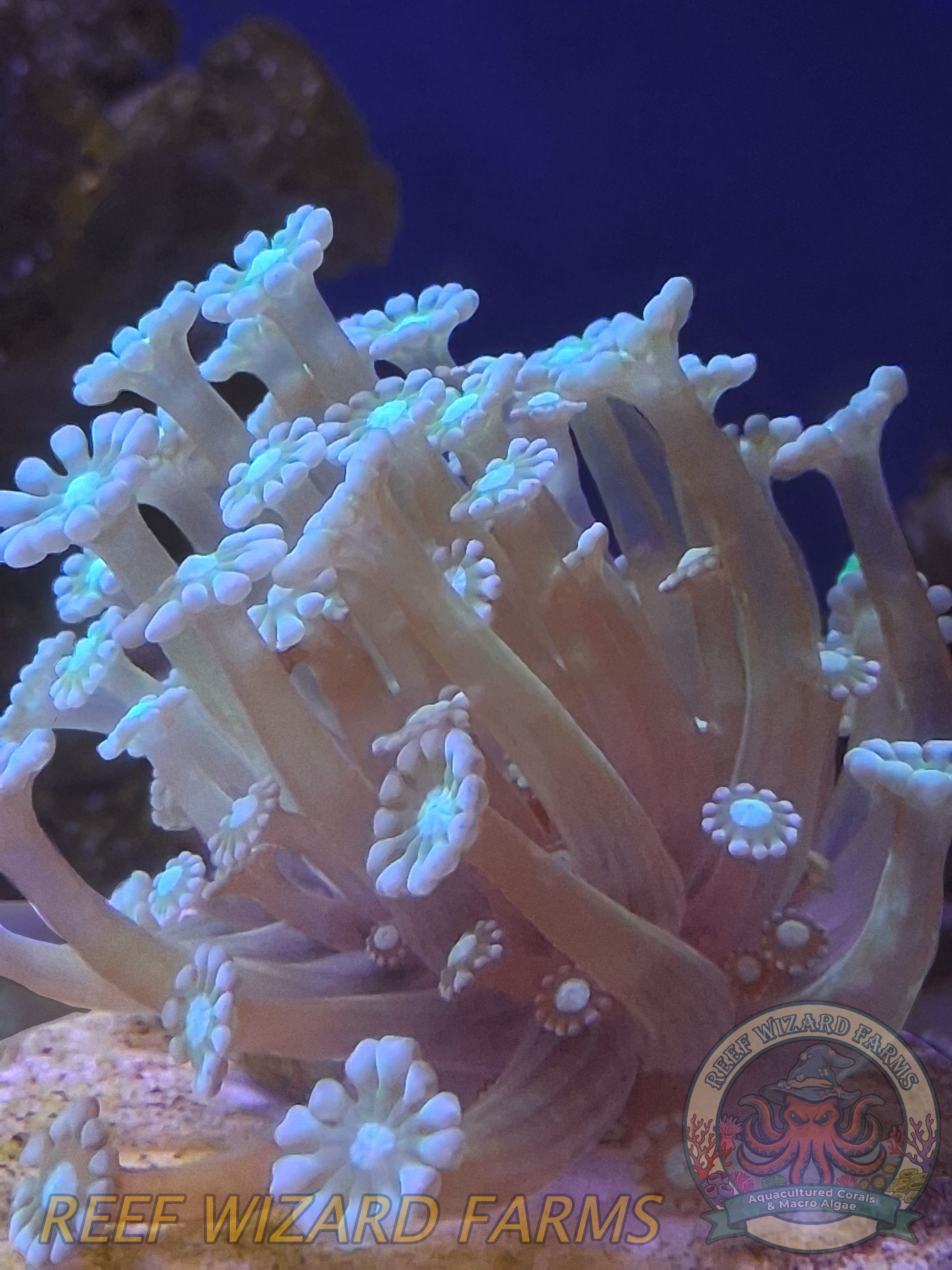 WYSIWYG -  Turquoise Alveopora Mini Colony