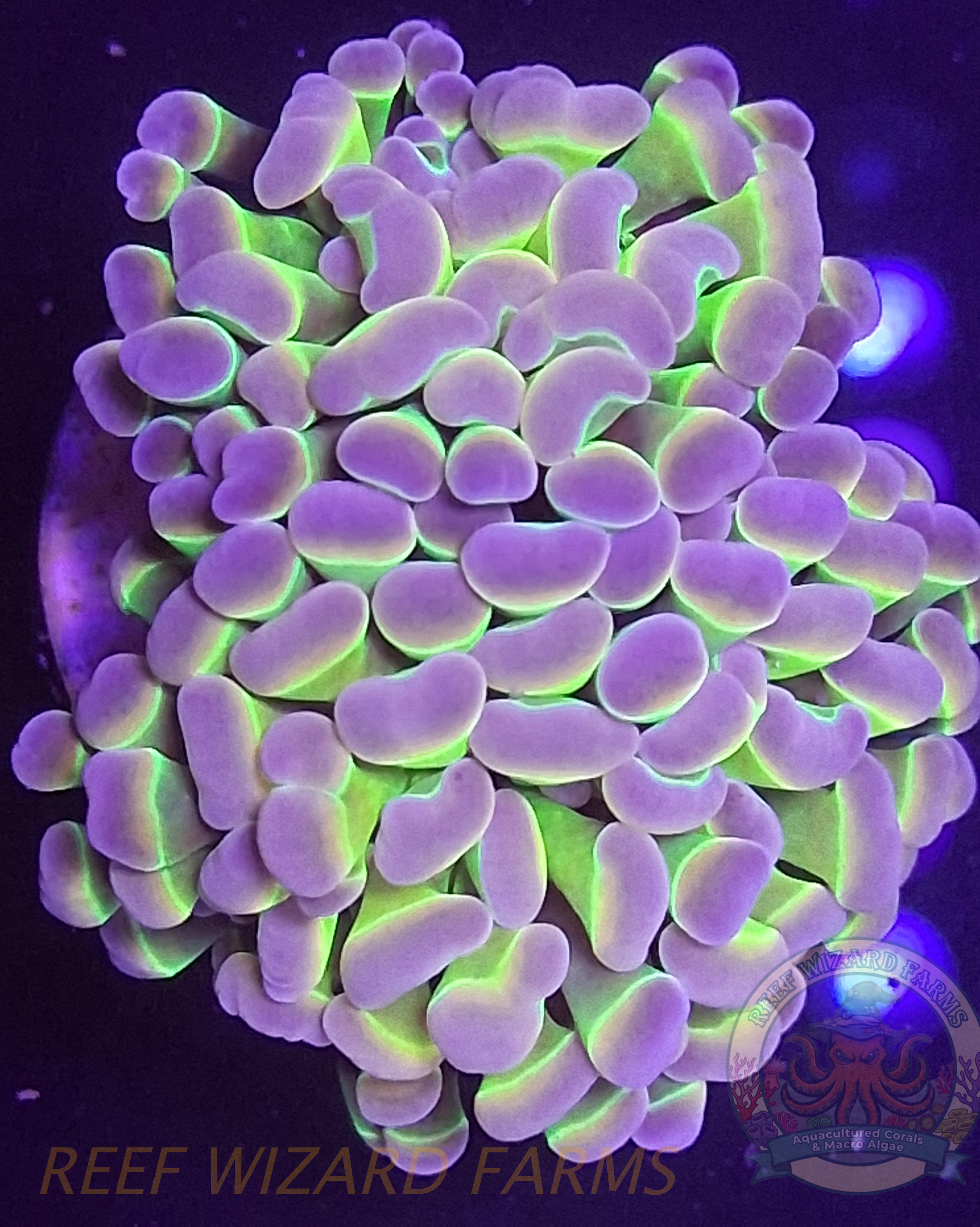 2 headed purple green hologram top 1.png