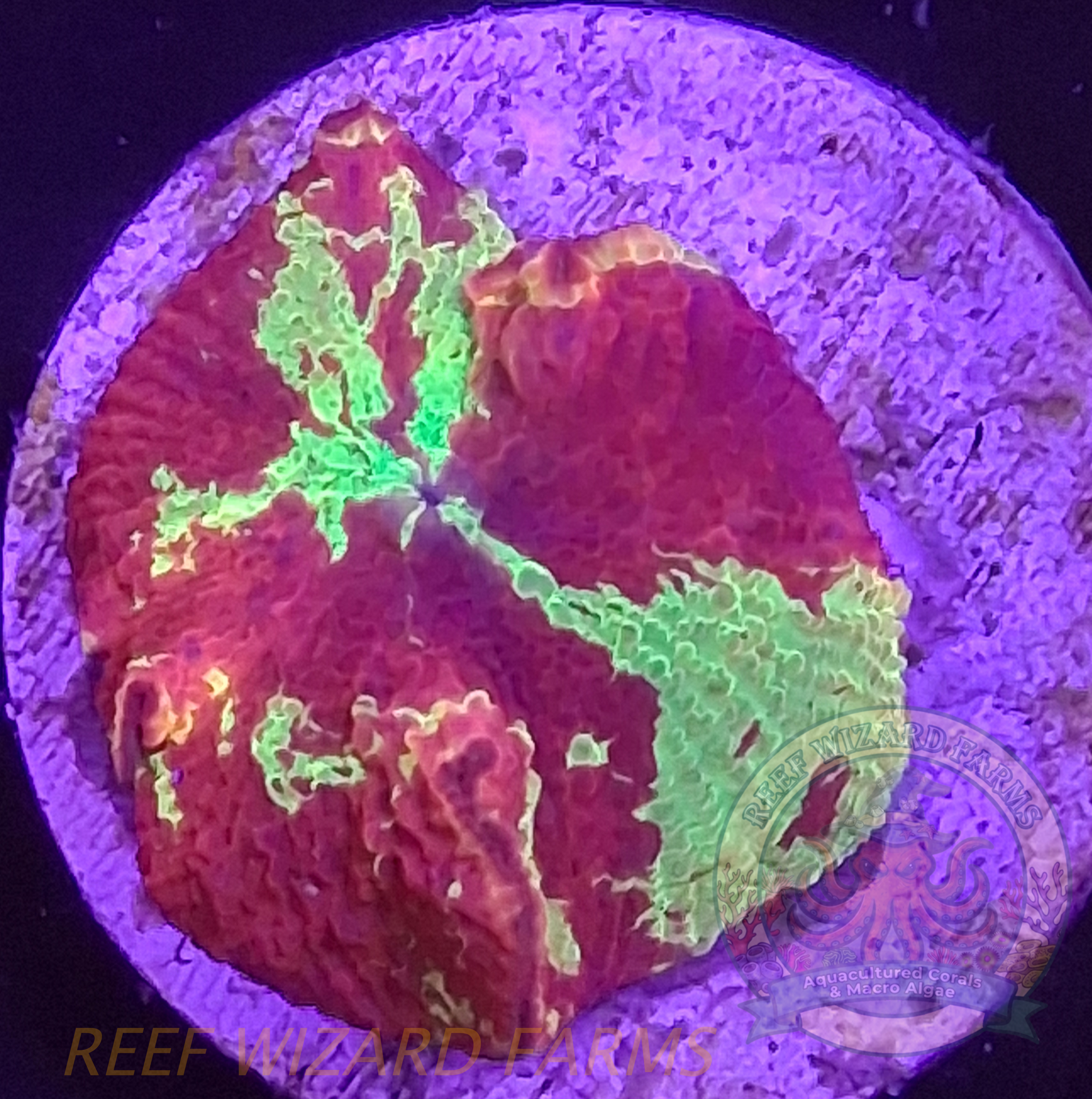 WYSIWYG - Burgundy and Neon Green Jawbreaker Mushroom Coral