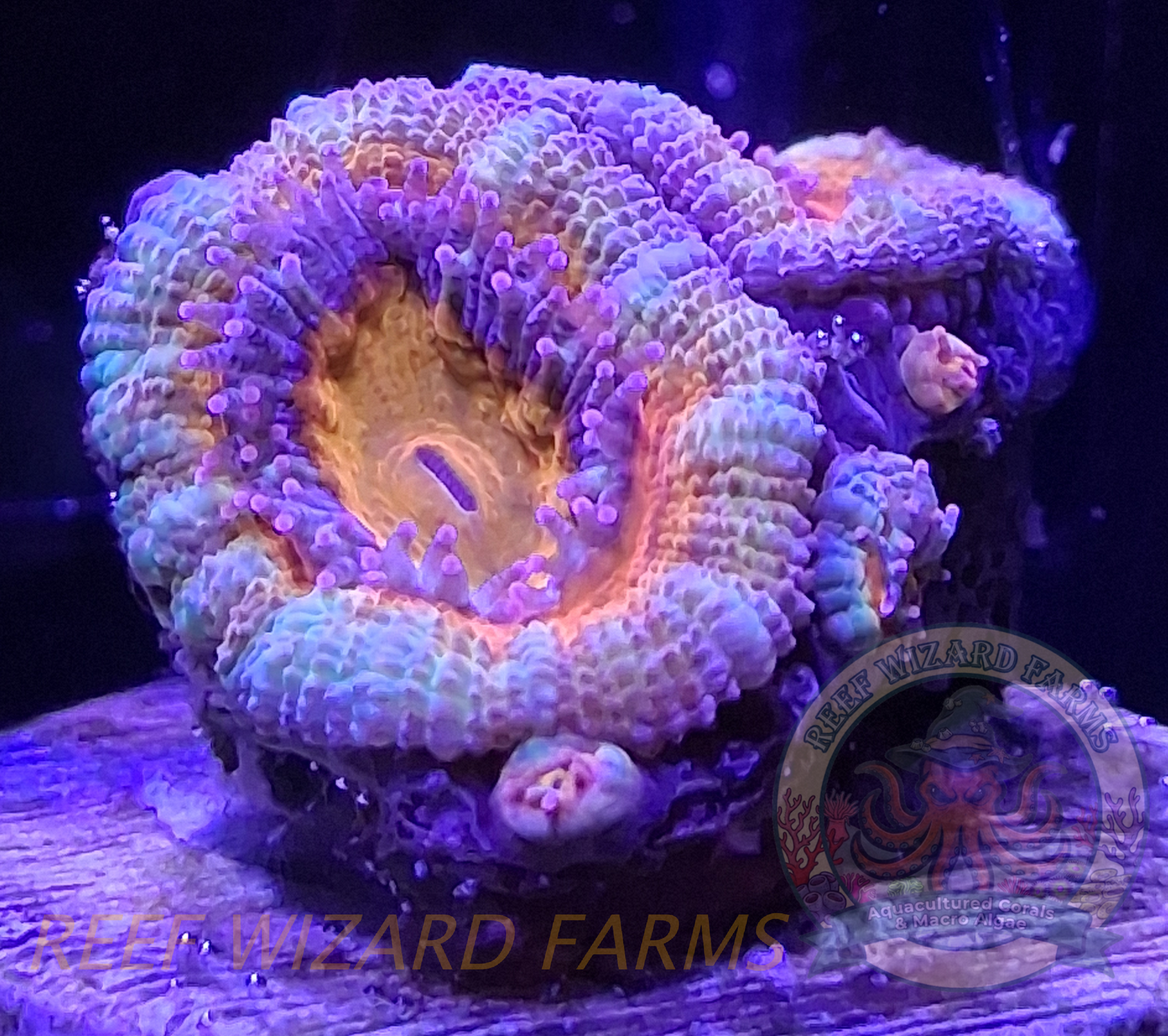 WYSIWYG - Rainbow Acan Lord Coral