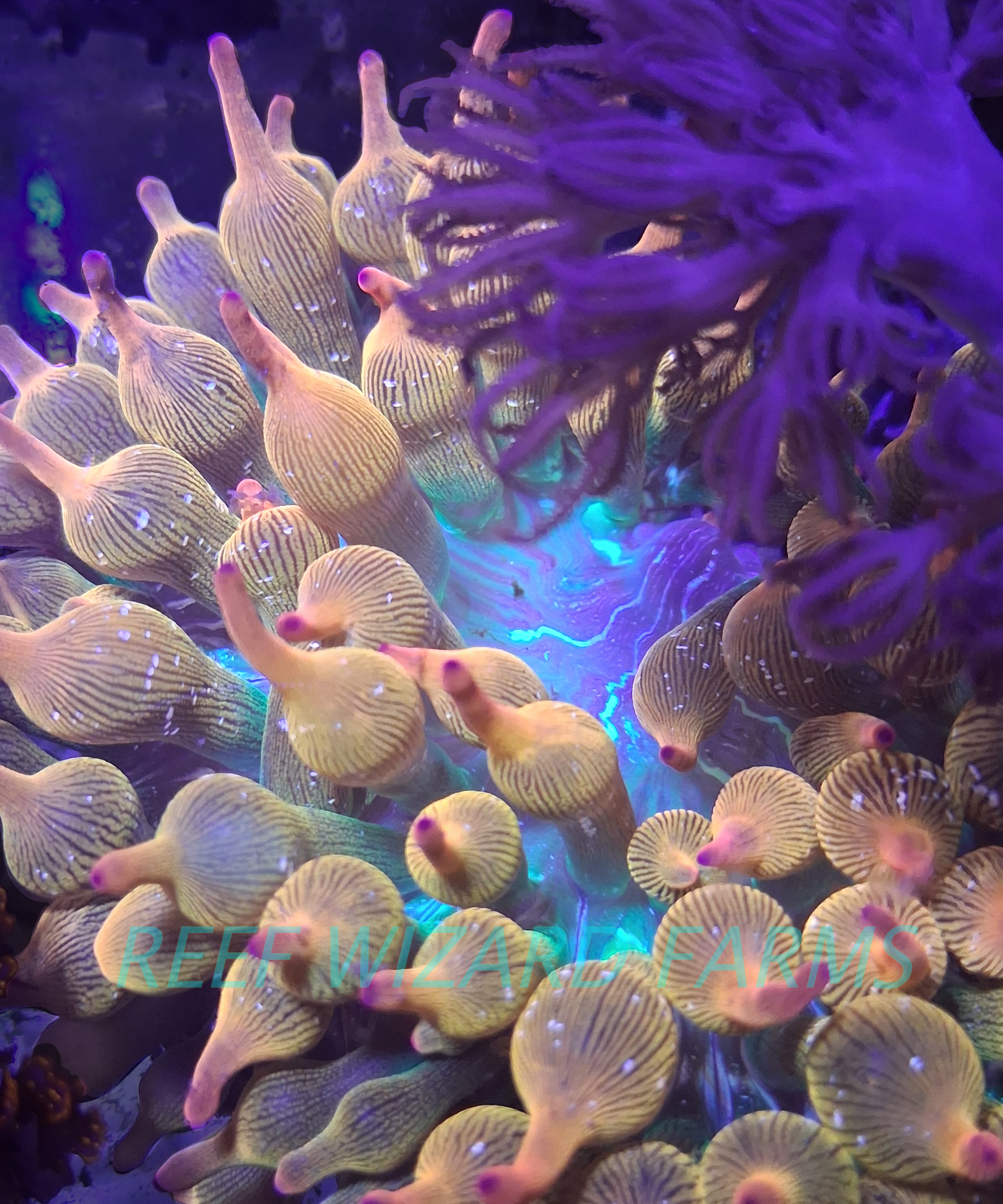 WYSIWYG - "Pink Rainbow Lemonade:" Bubble tip Anemone