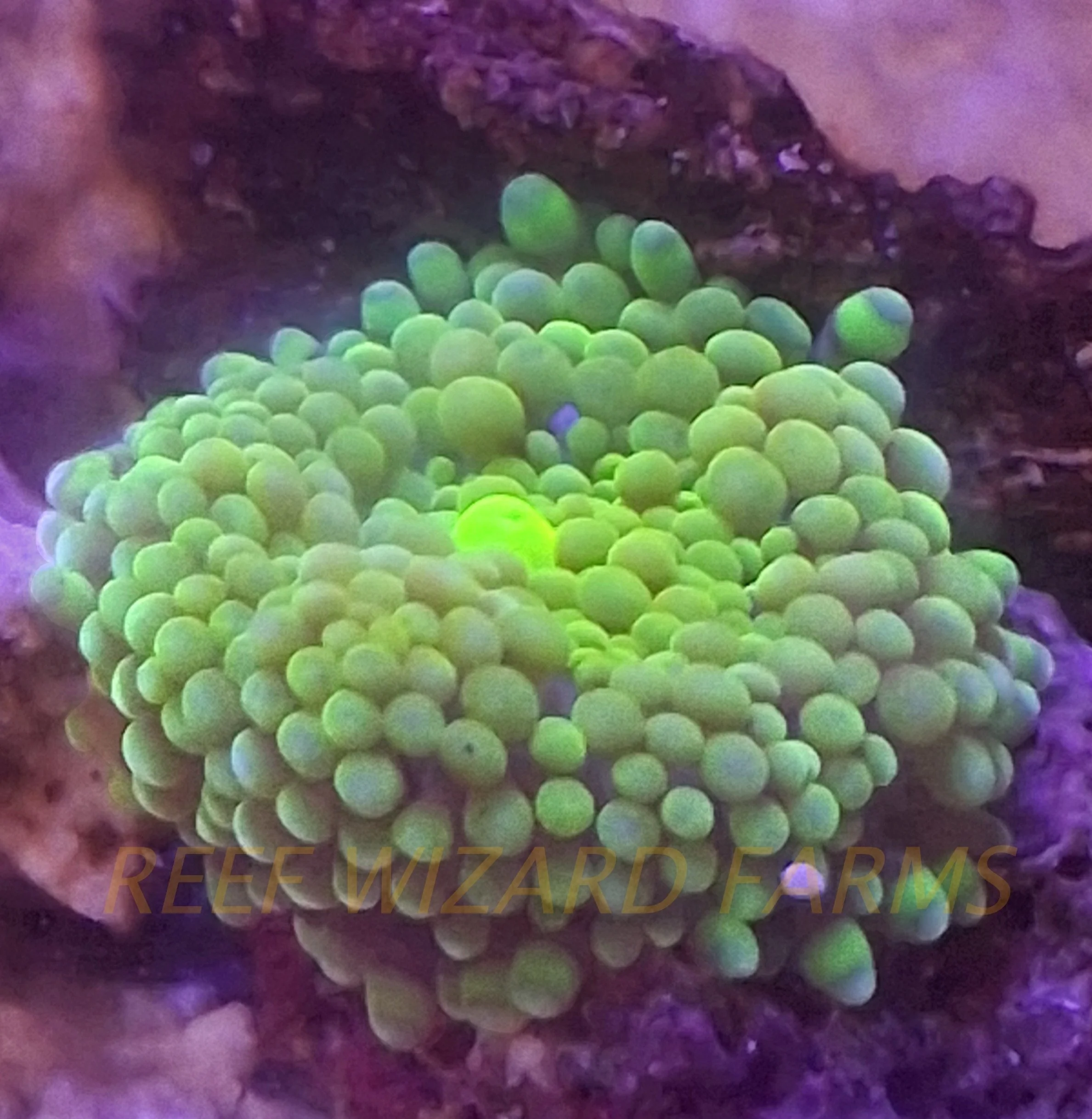 WYSIWYG - Neon Green Ricordea Florida Mushroom Coral