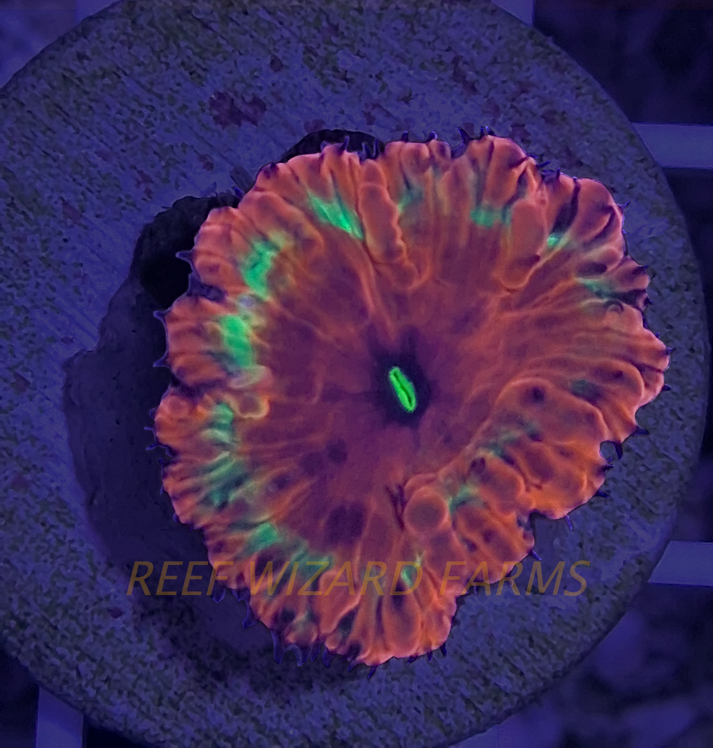 Ultra Blastomussa Coral.png