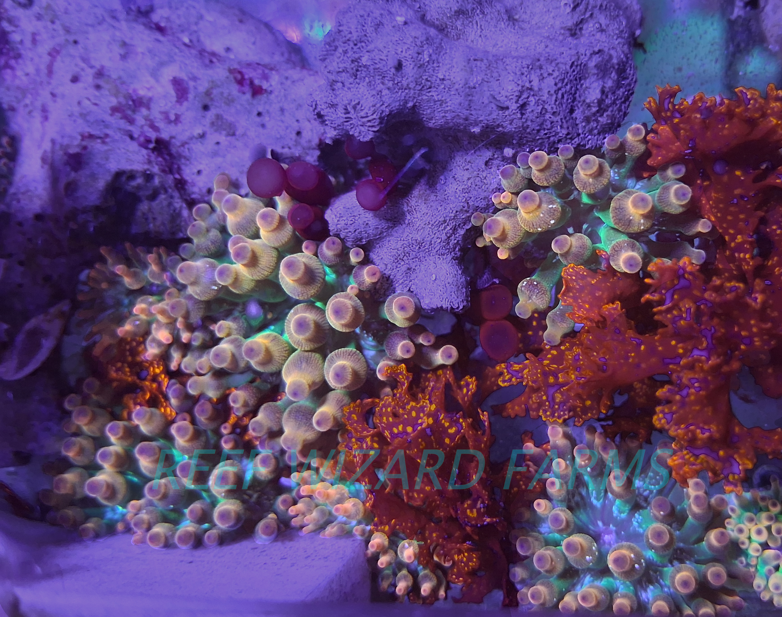 Rainbow Bubbletip Anemone Splits
