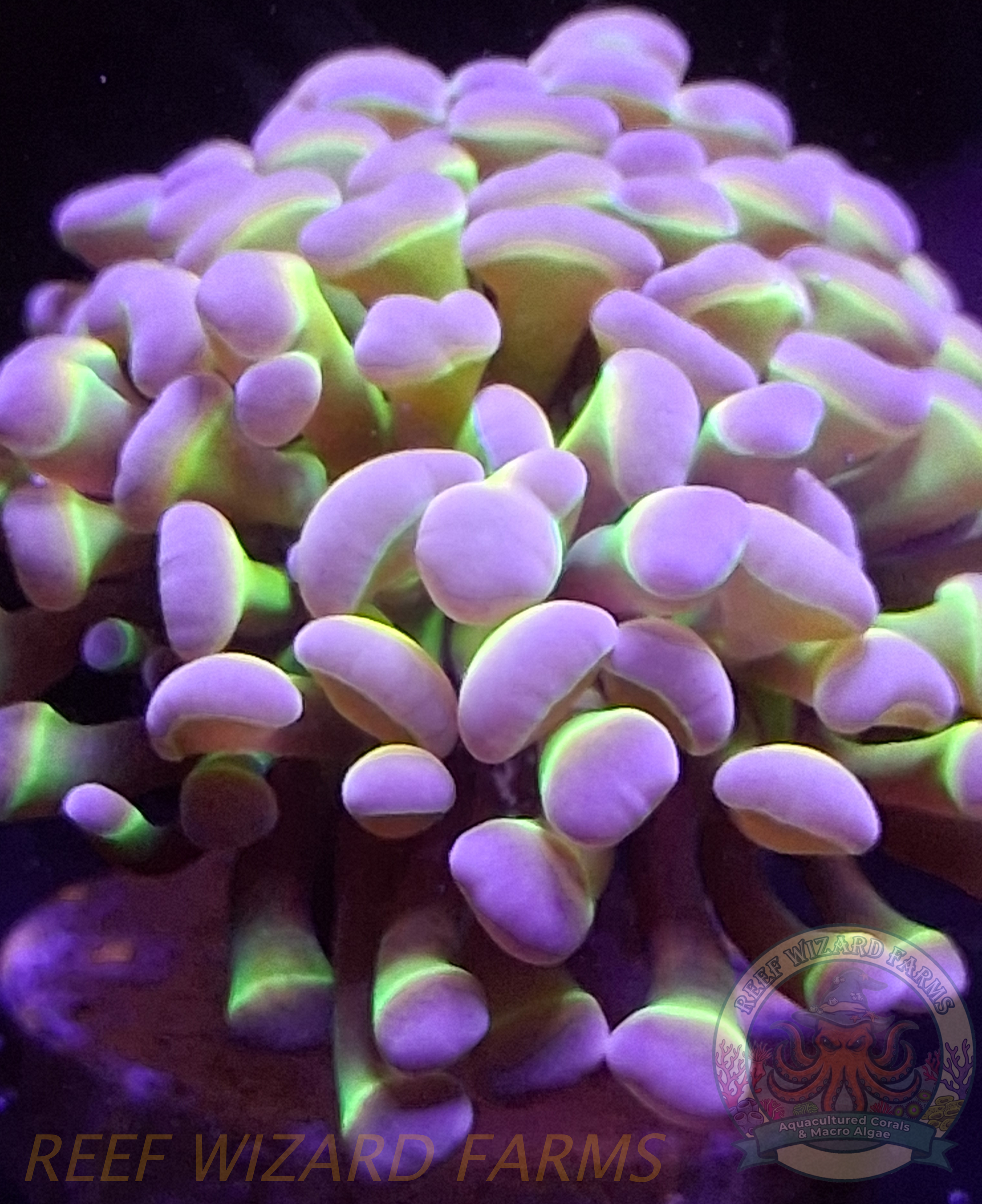 2 headed purple green hologram.png
