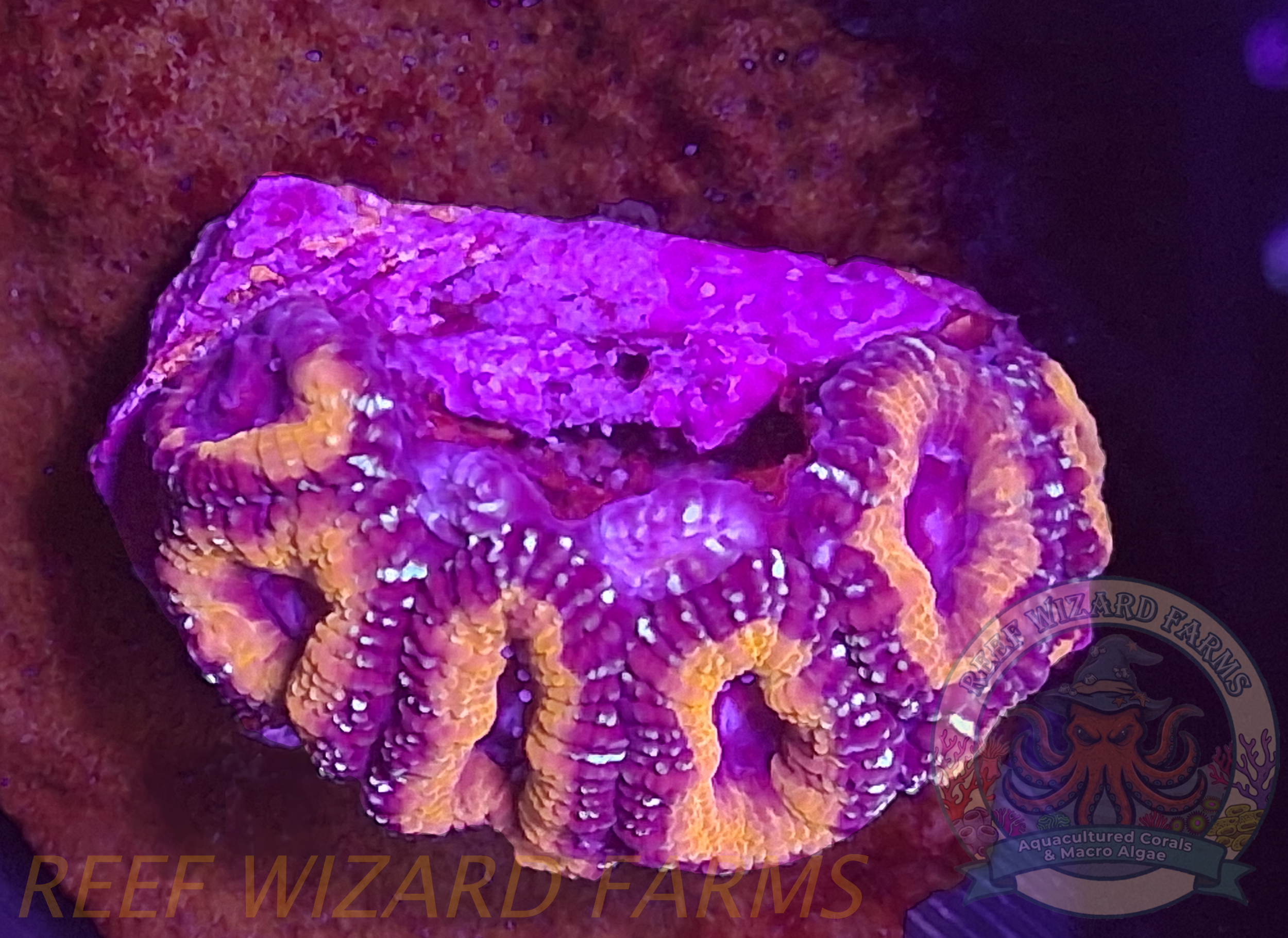 Purple Teal and Yellow 9 polyp acan.png