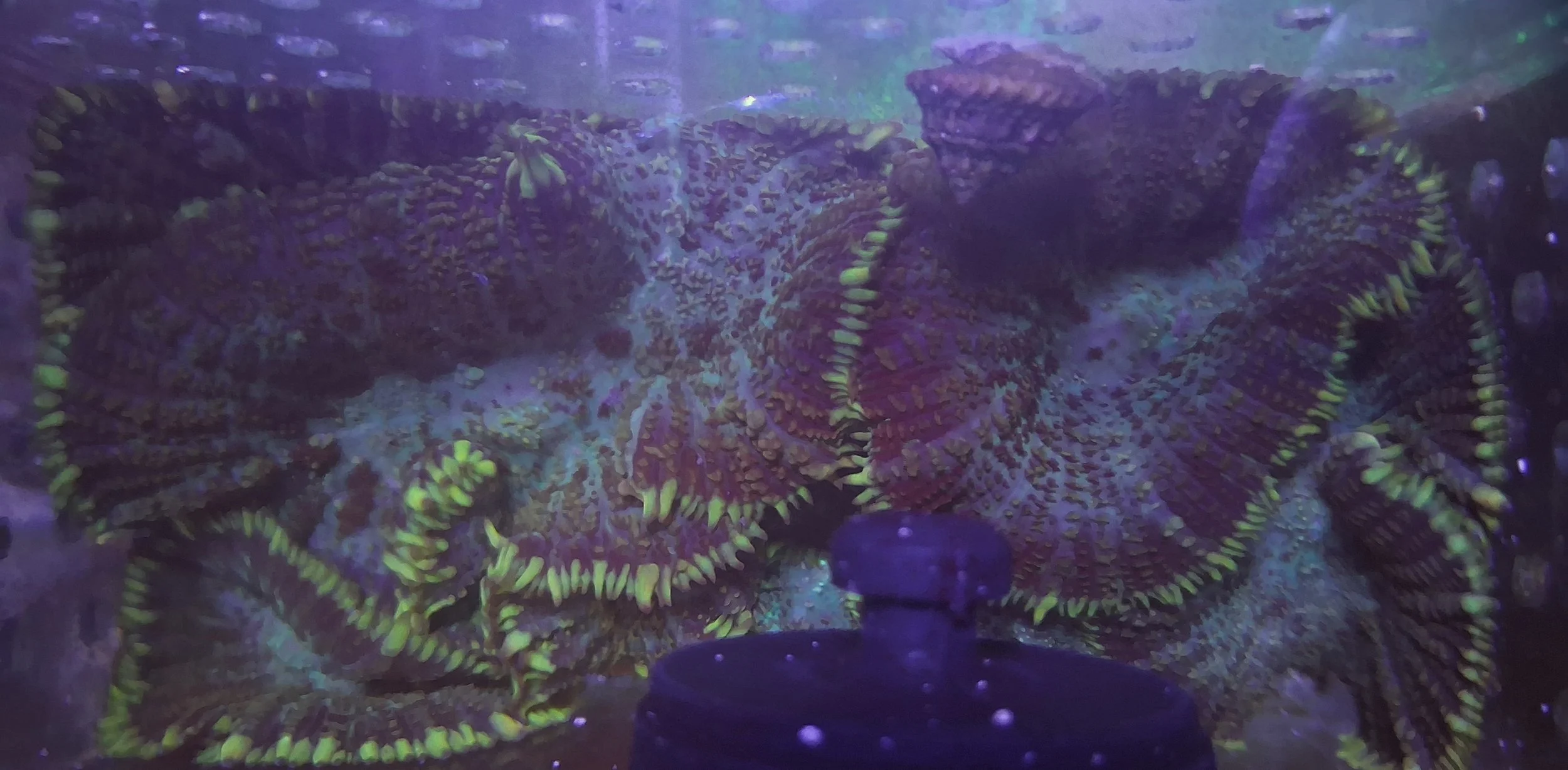 Green/Brown Skirted Rhodactis Mushroom Coral