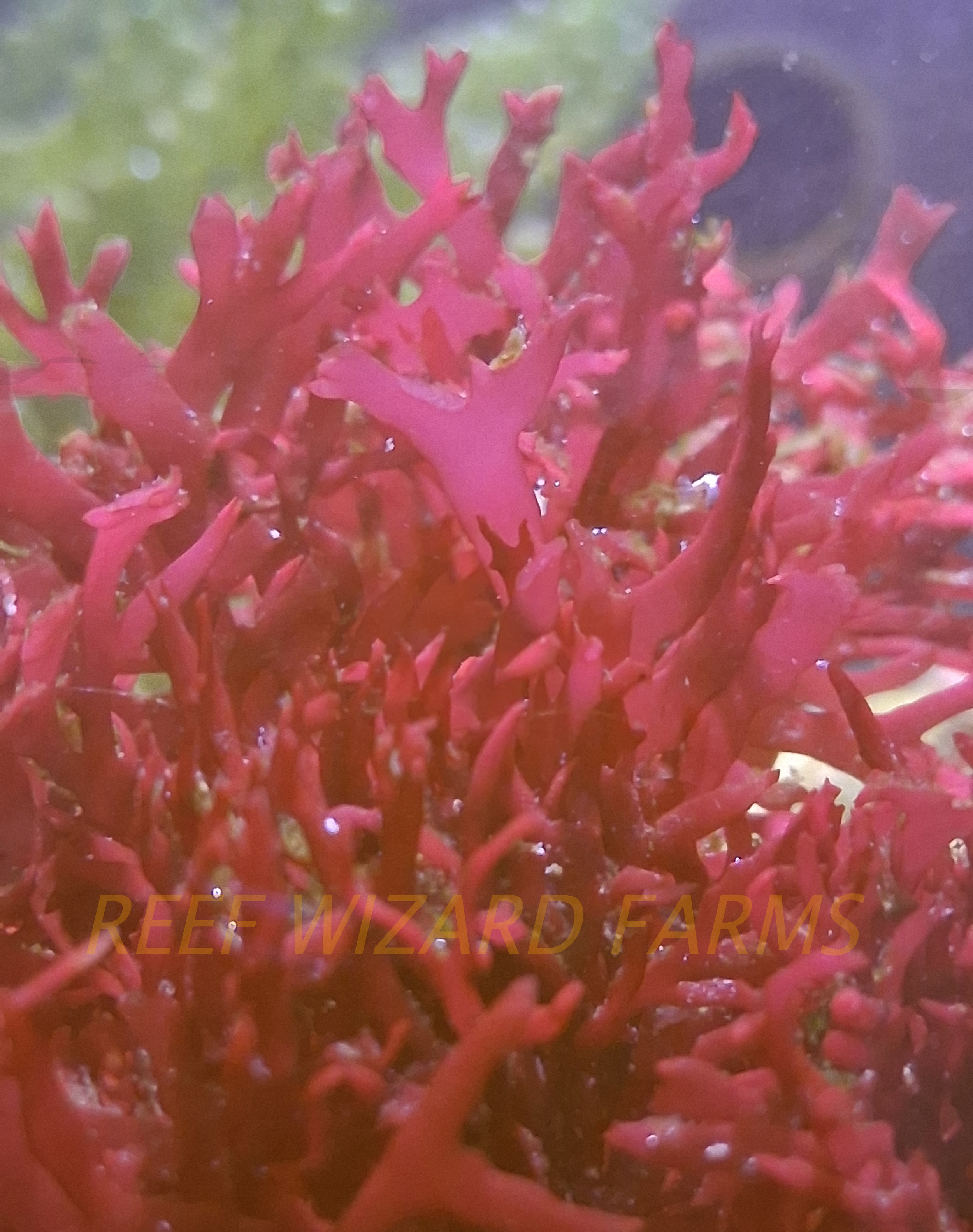 Gracilaria Macro Algae