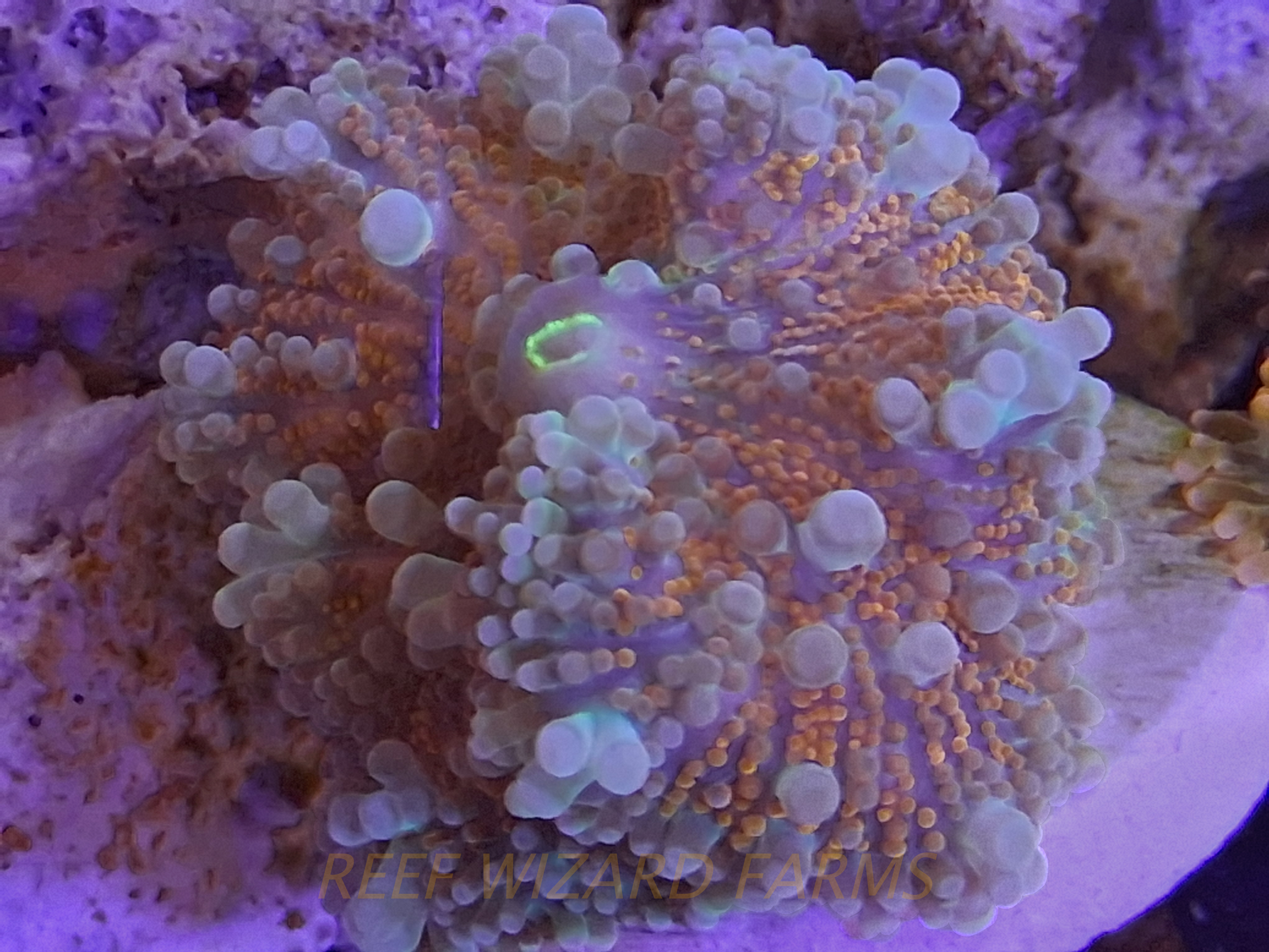 WYSIWYG - Icy Blue Turquoise and Orange Ultra Yuma Ricordea