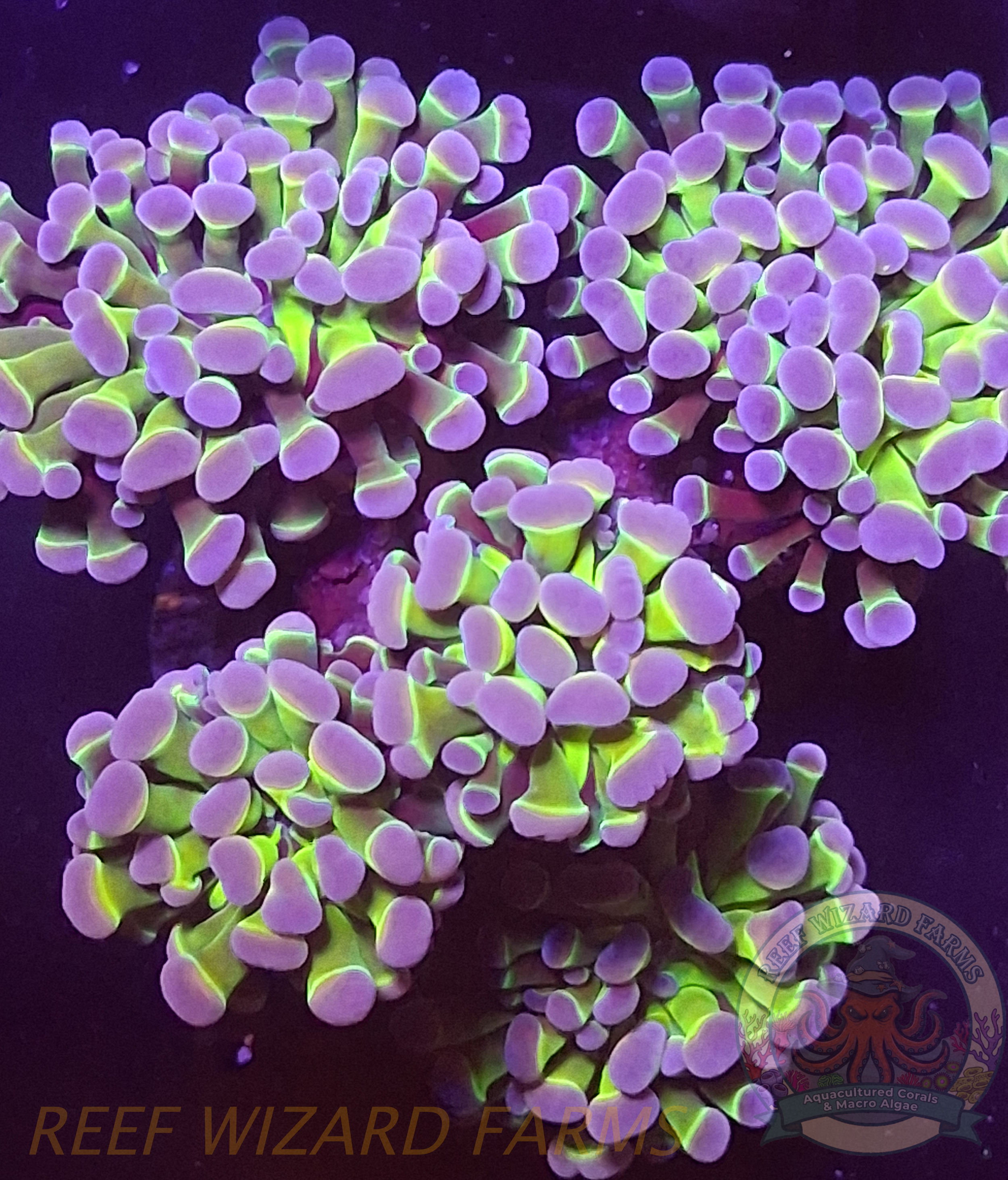 WYSIWYG - Neon Green/Royal Purple Hologram Hammer Mini Colony