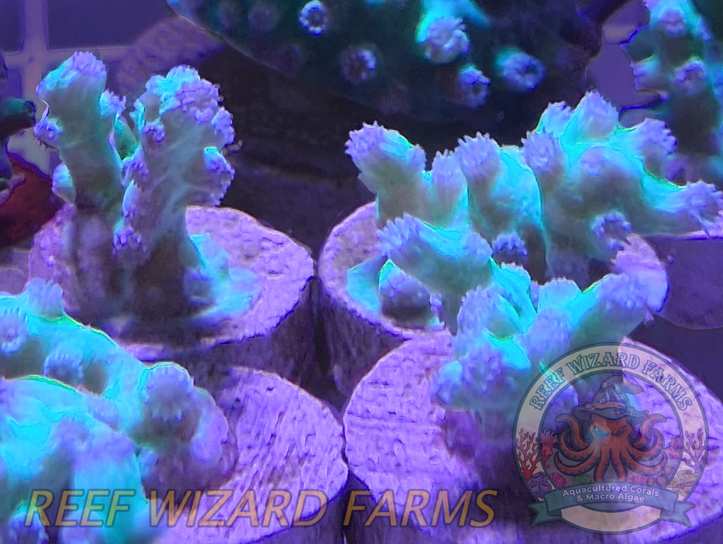 Reef Wizard Farms - Neon Branching Cyphastrea