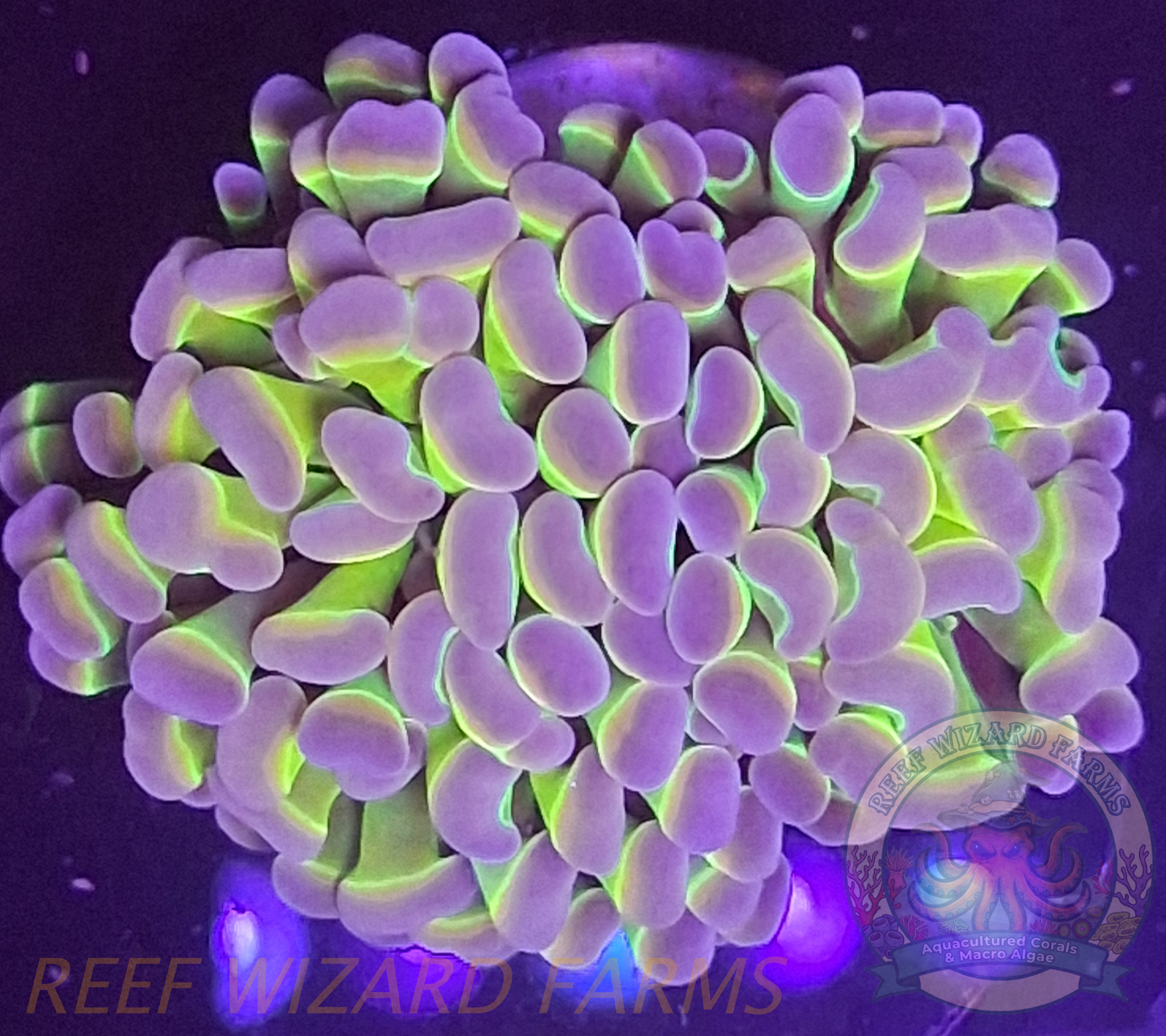 WYSIWYG - Toxic Green/Yellow/Royal Purple Double Headed Hammer Coral