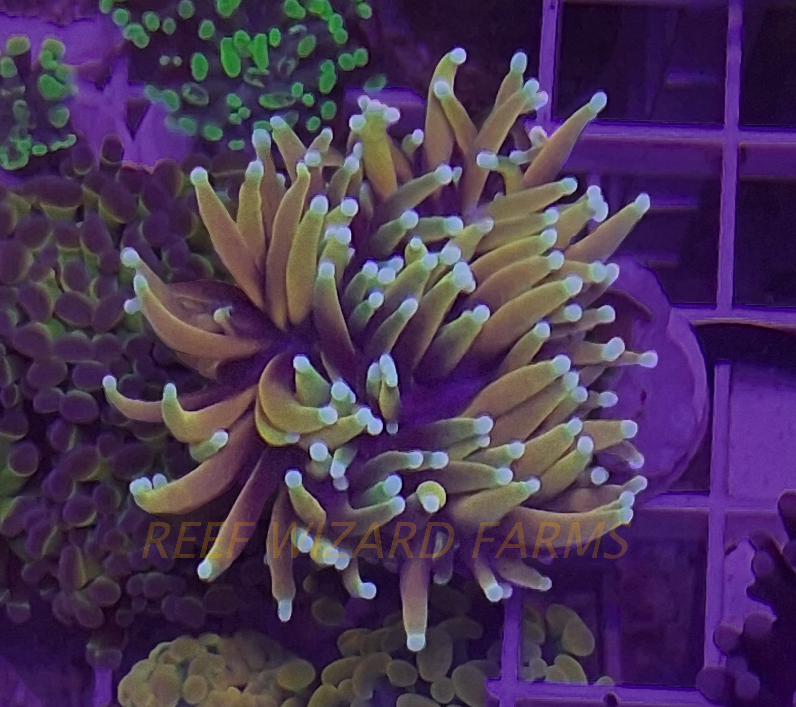 WYSIWYG - Dragon Soul Torch Coral - 2 Heads