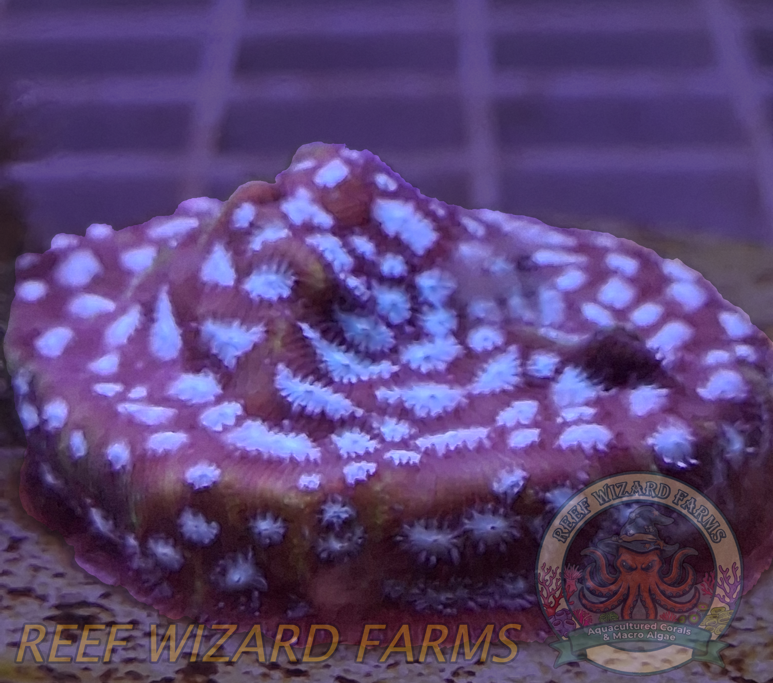 WYSIWYG - Mr. Freeze Leptoseris Coral