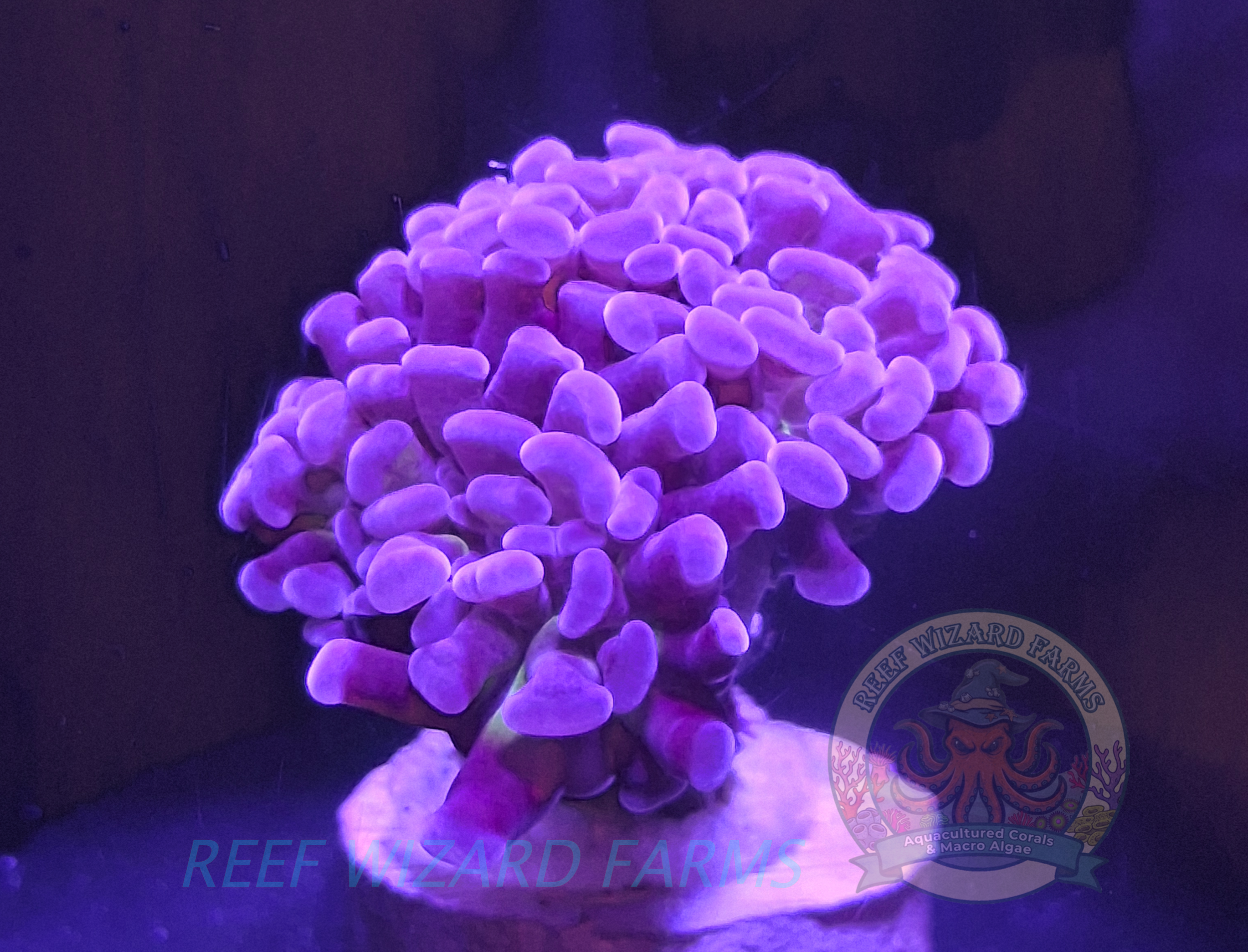 WYSIWYG - Blue Hammer Coral - 2 heads