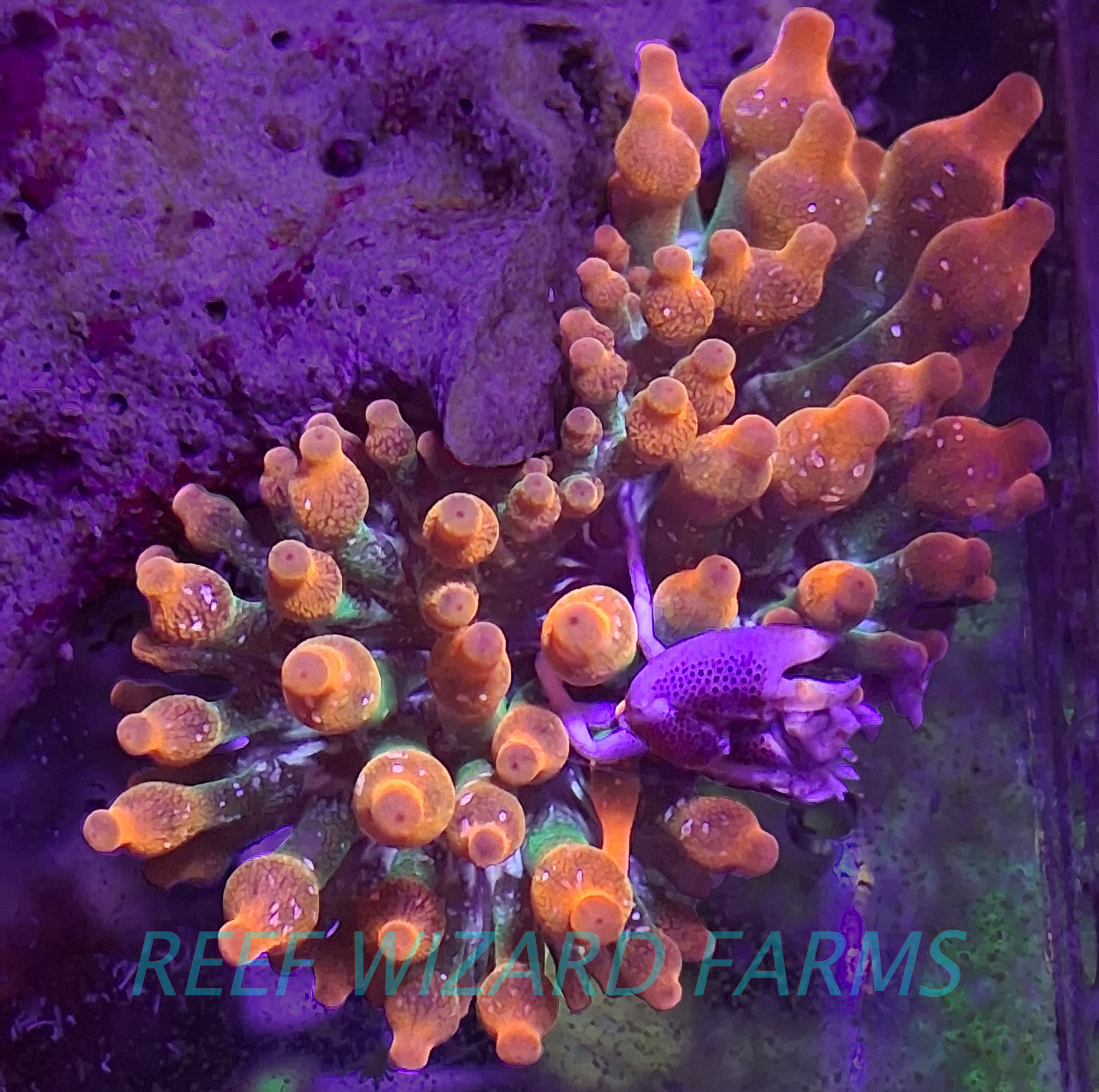 Speckled Rainbow Bubbletip Anemone.png