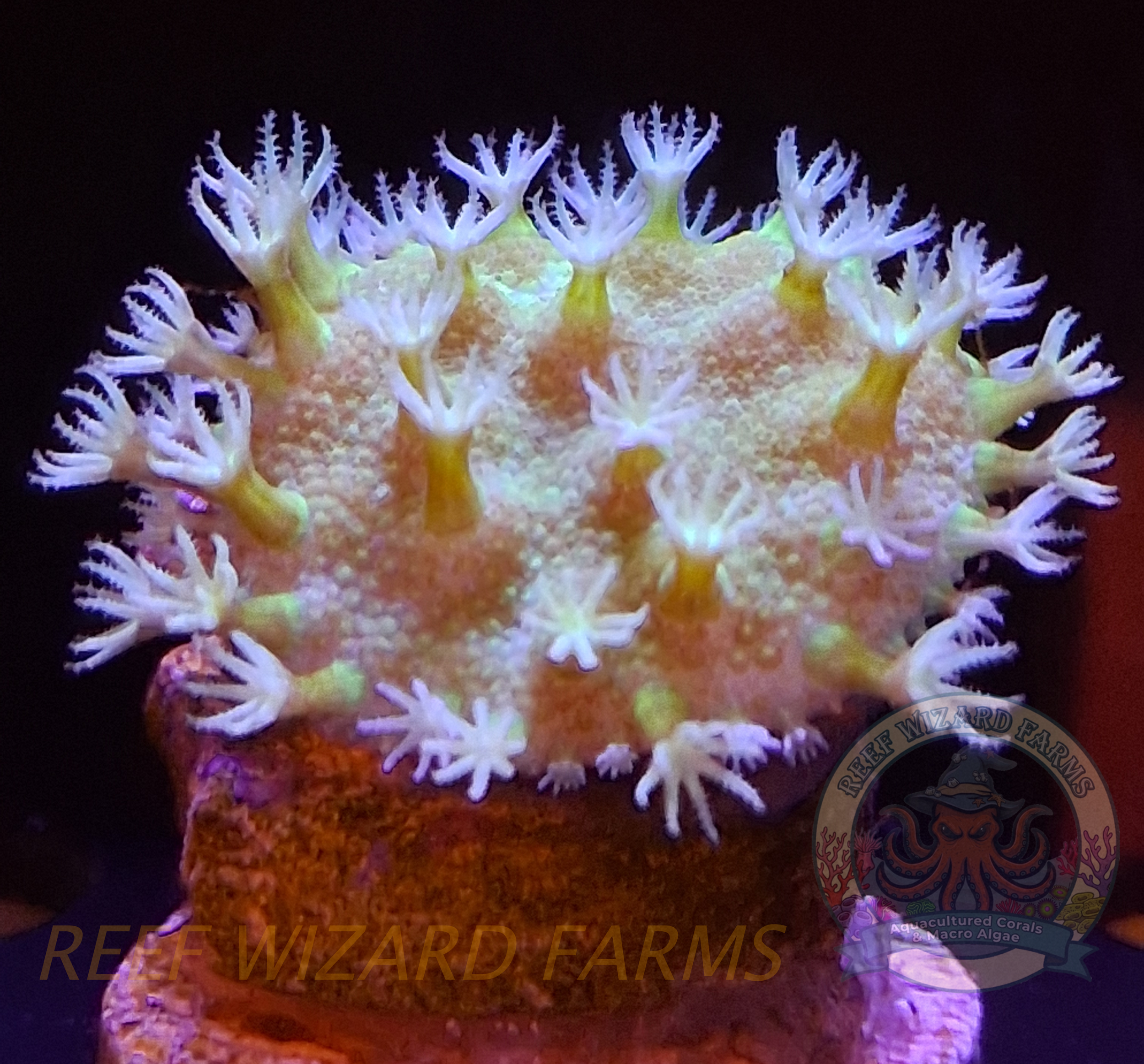 WYSIWYG -Toadstool Leather Frag