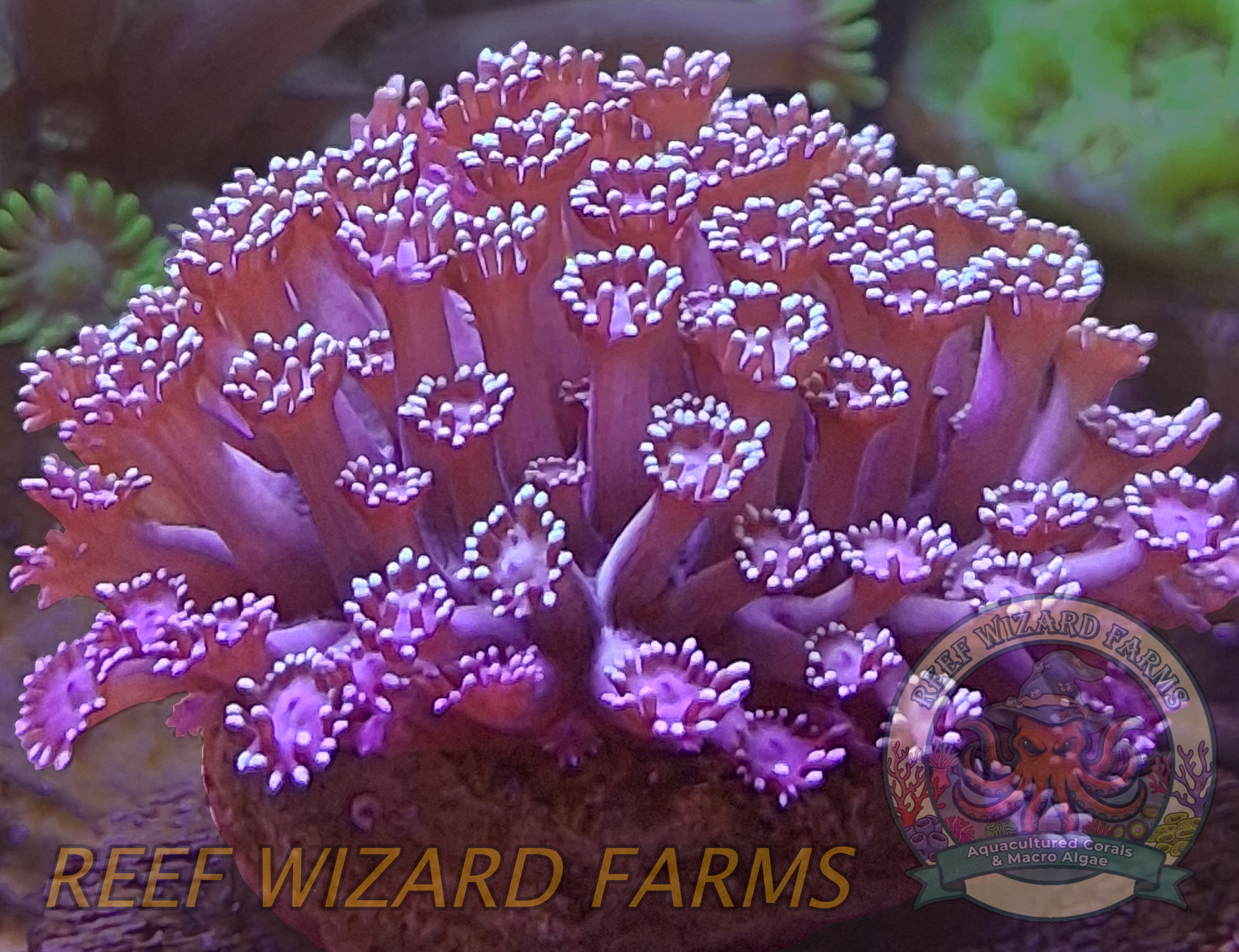 WYSIWYG - Purple Flowerpot Goniopora Mini Colony