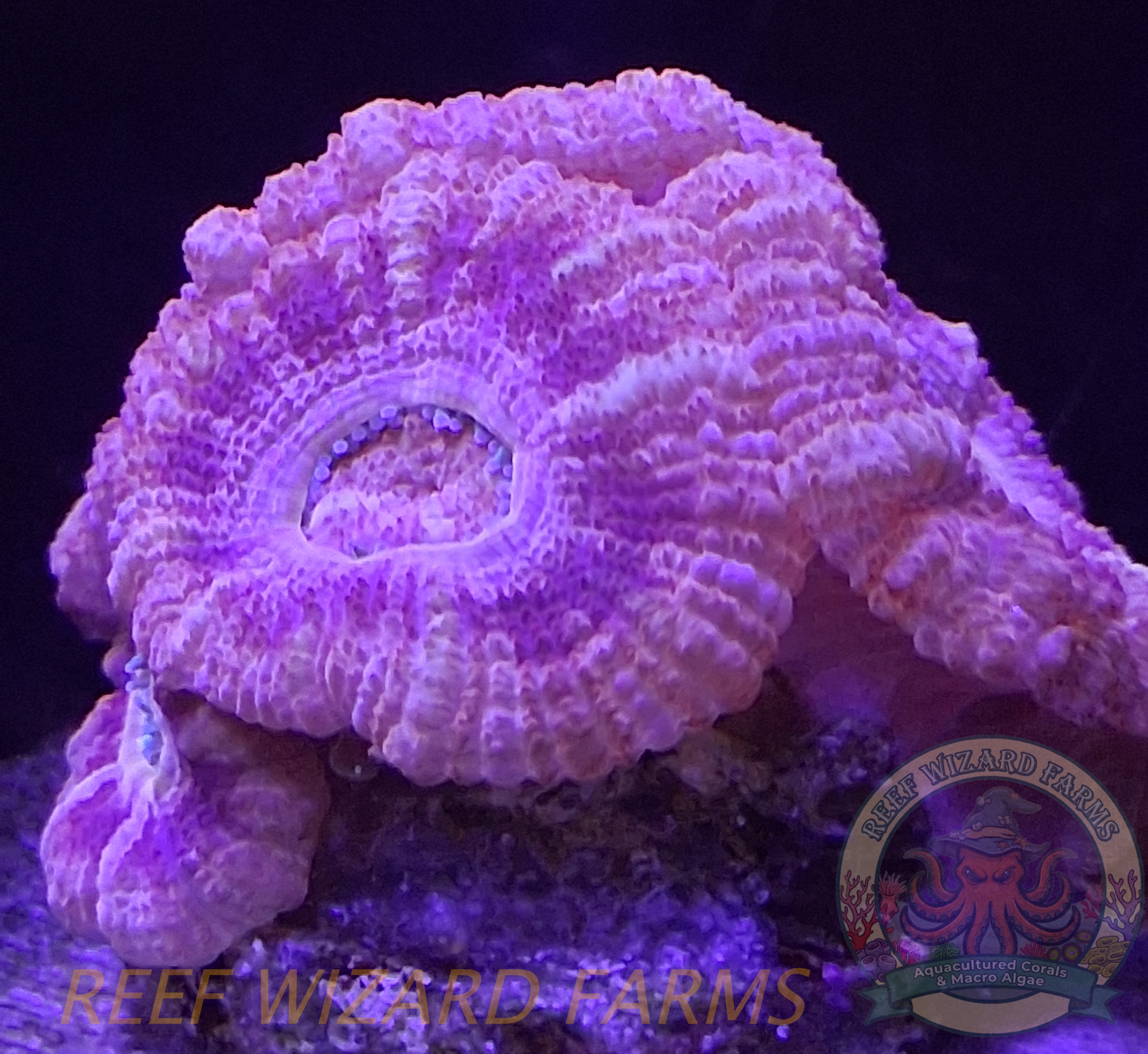 WYSIWYG - Fuschia/Pink 6 Head Mini Acan Colony