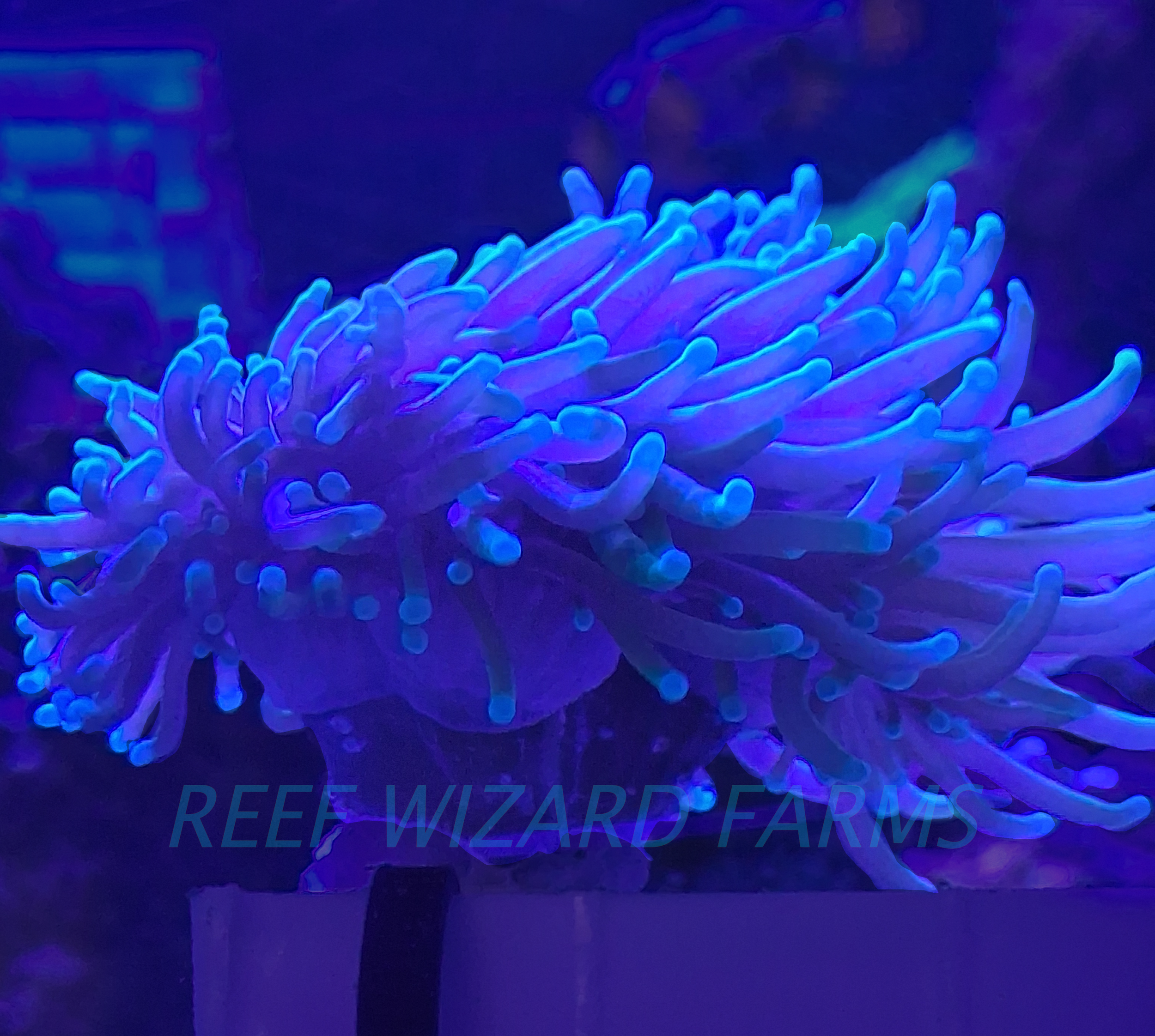 Dragon soul 40 fleshbands.png