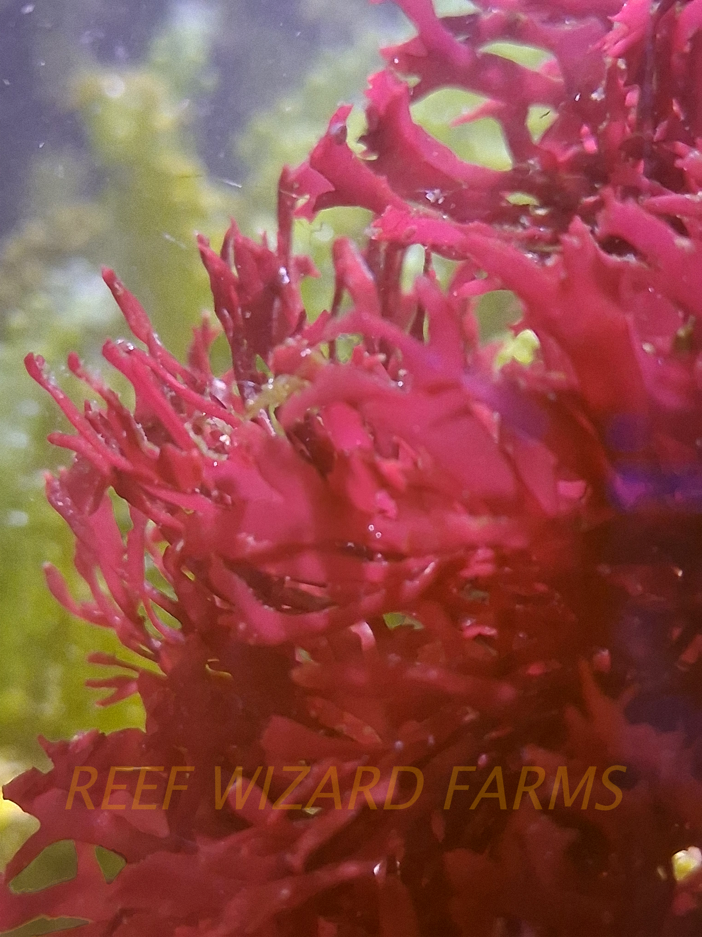 Macro Algae - Graciliaria 2.png