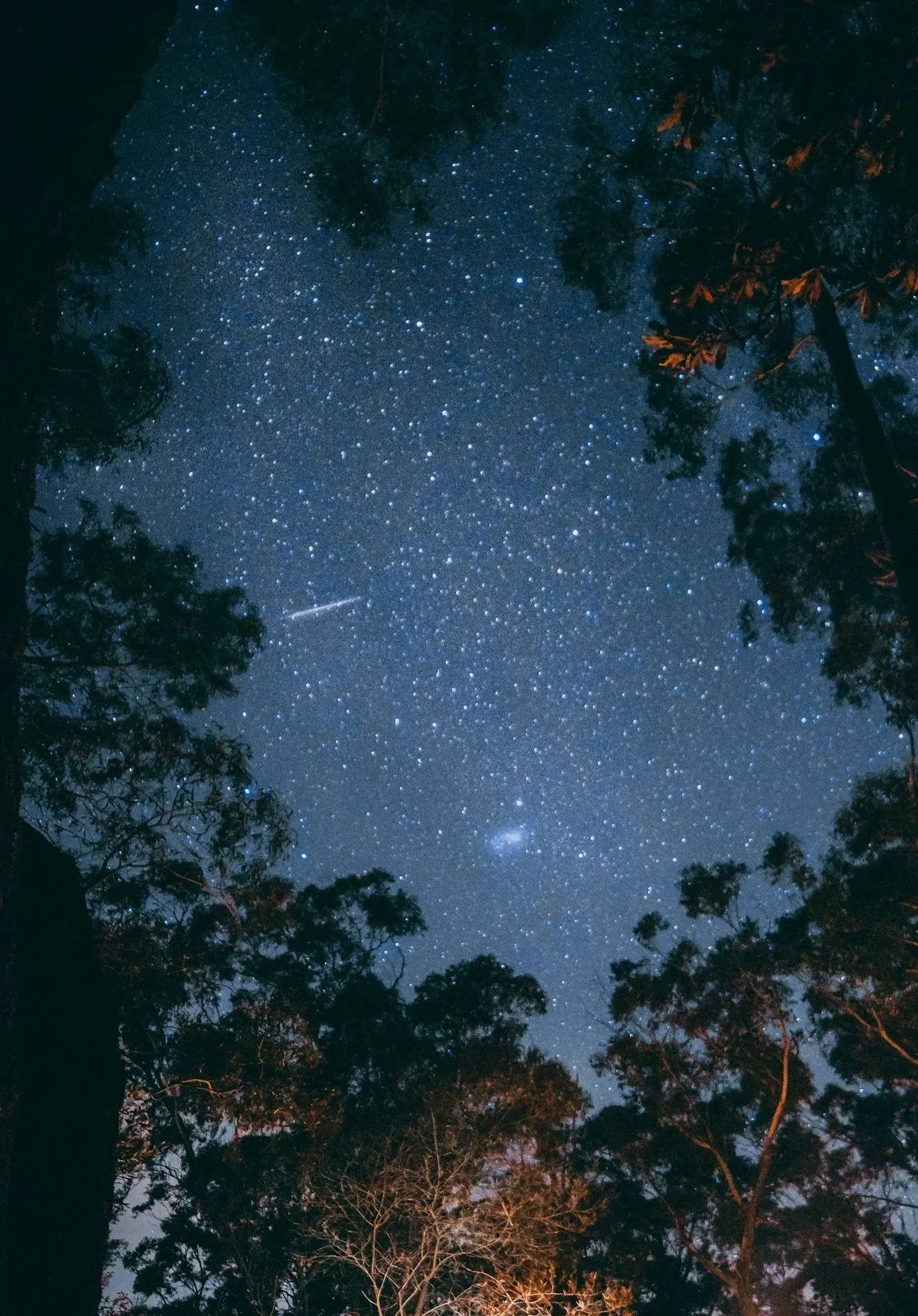 Night sky filled with numerous stars and a visible shooting star or meteor, framed by silhouettes of tall trees.