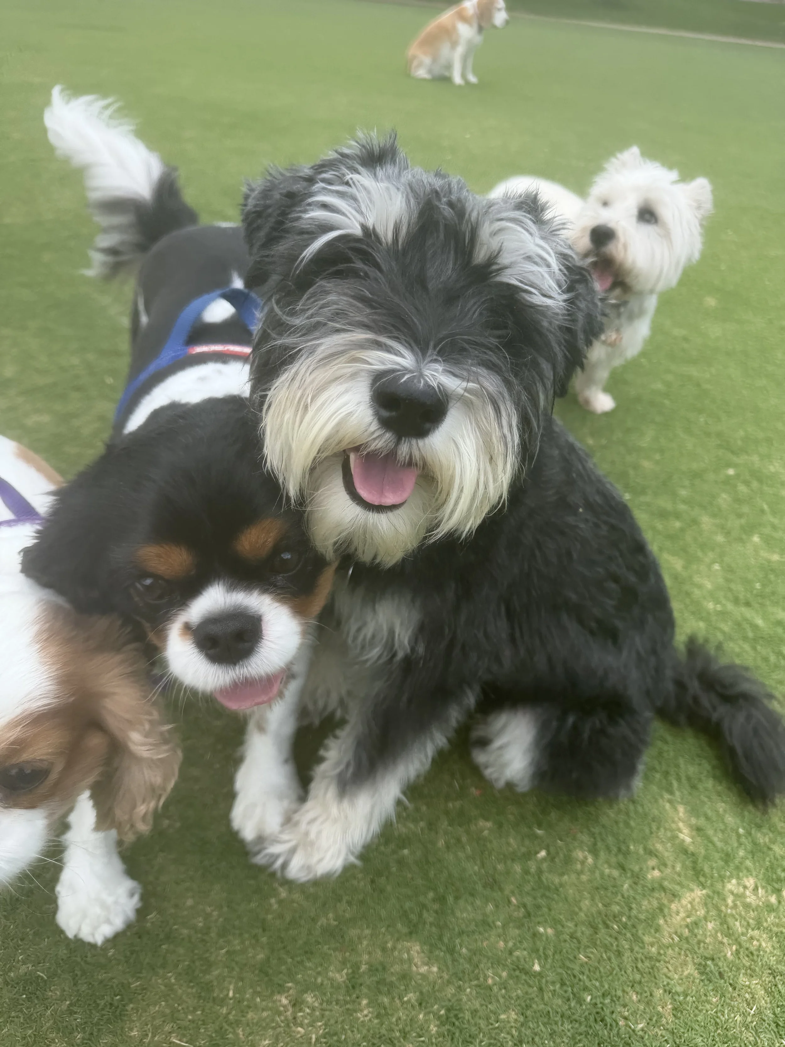 Top 5 Dog-Friendly Trails in Burnside