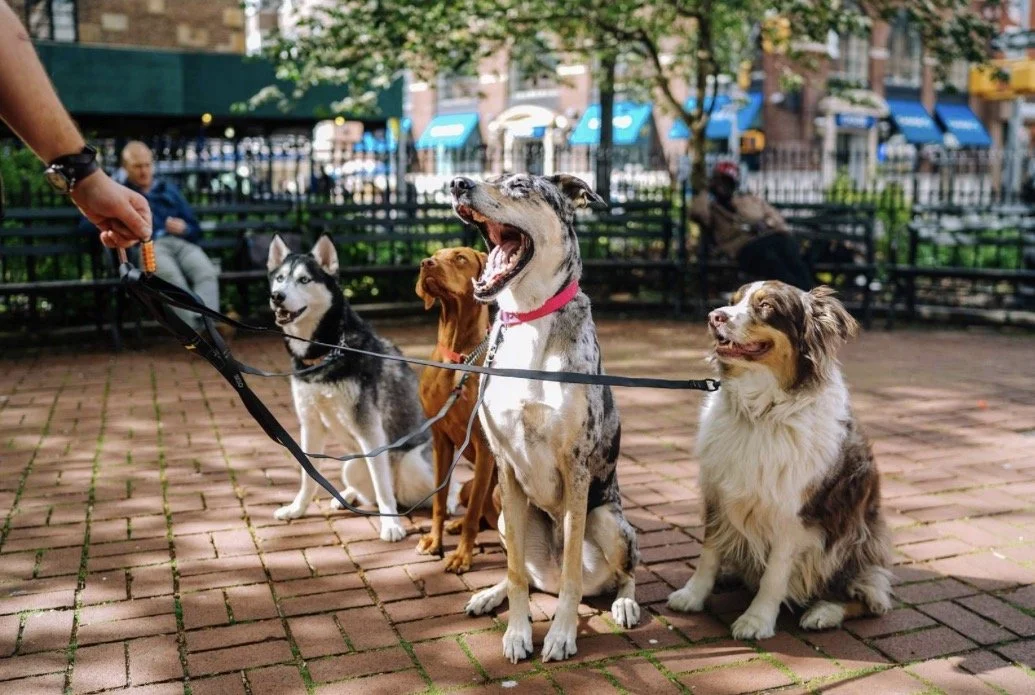 Leash Manners 101: Calm and Happy Walks