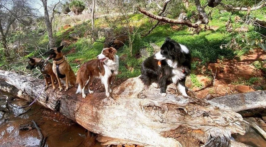 Why Nature Walks Reduce Stress for Dogs (&amp; Owners!)