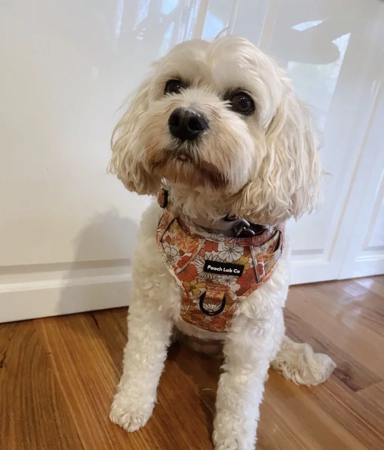 Autumn Floral Harness